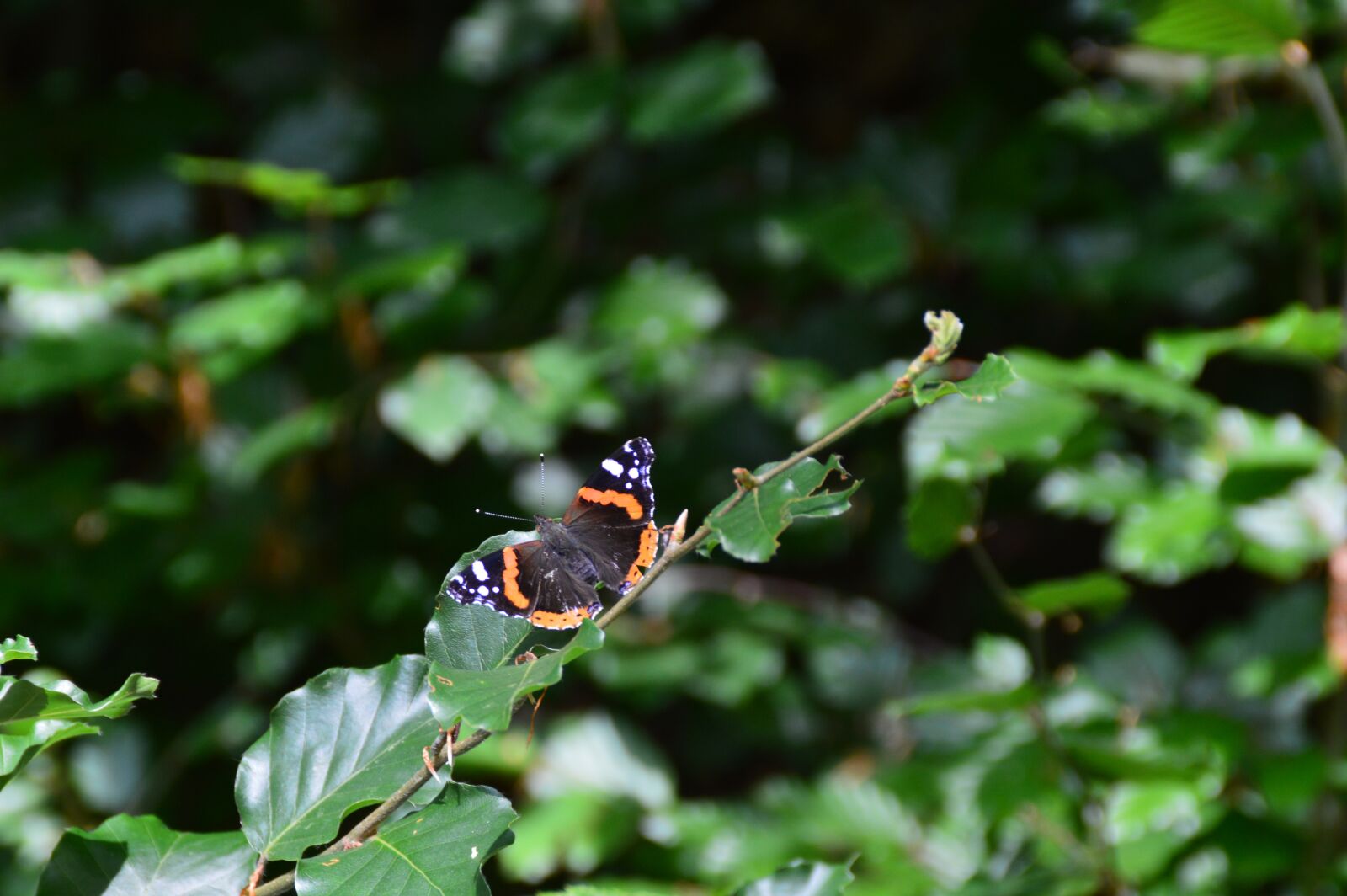 Nikon D3200 sample photo. Butterfly, nature, insect photography