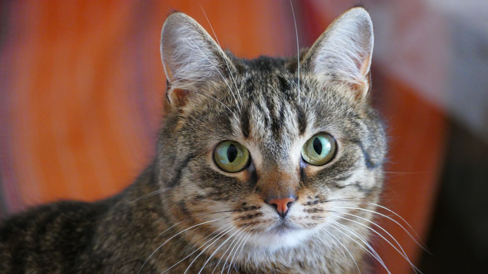 Panasonic Lumix DMC-FZ1000 sample photo. Cat, tiger, kitten photography