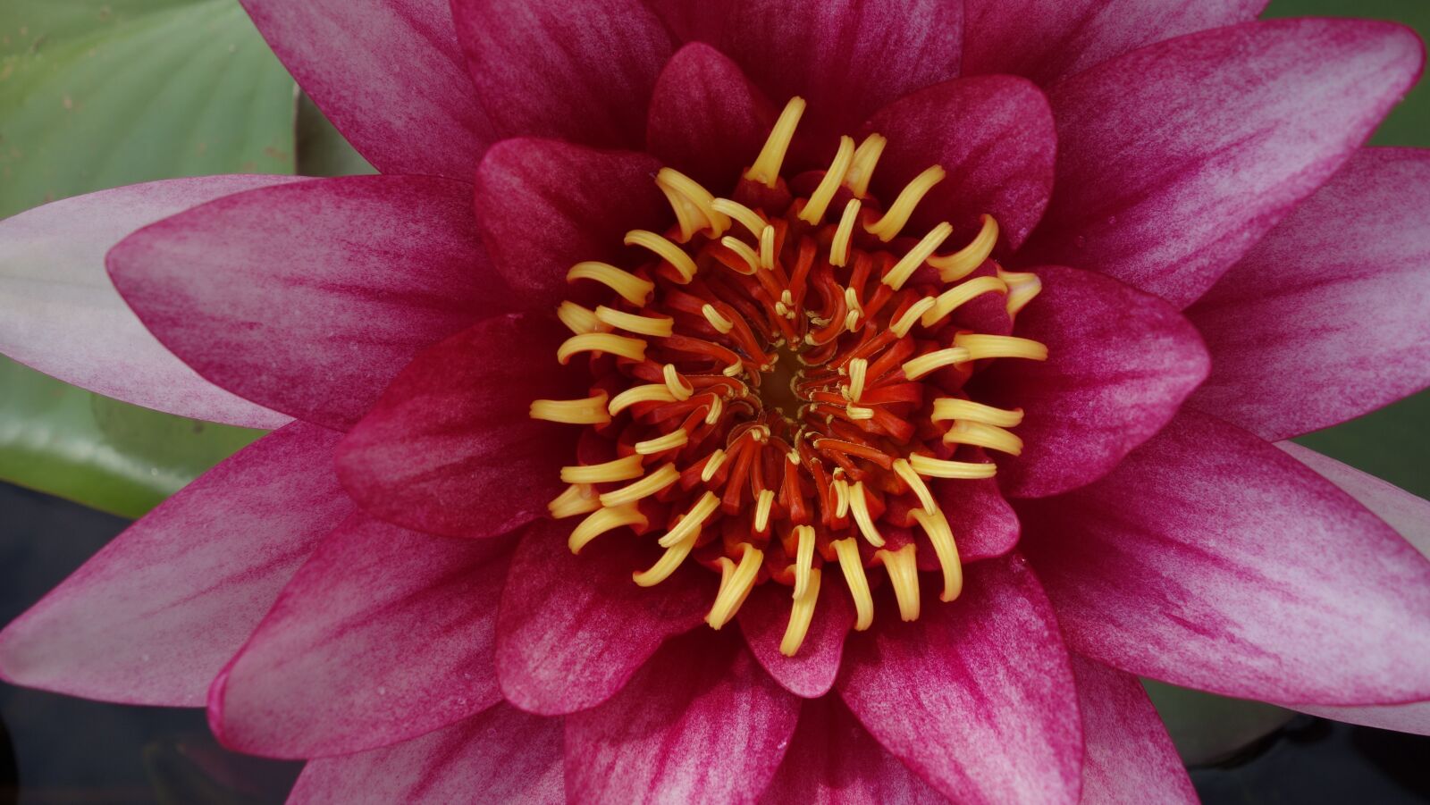 Sony Cyber-shot DSC-RX100 sample photo. Water lily, pond, water photography