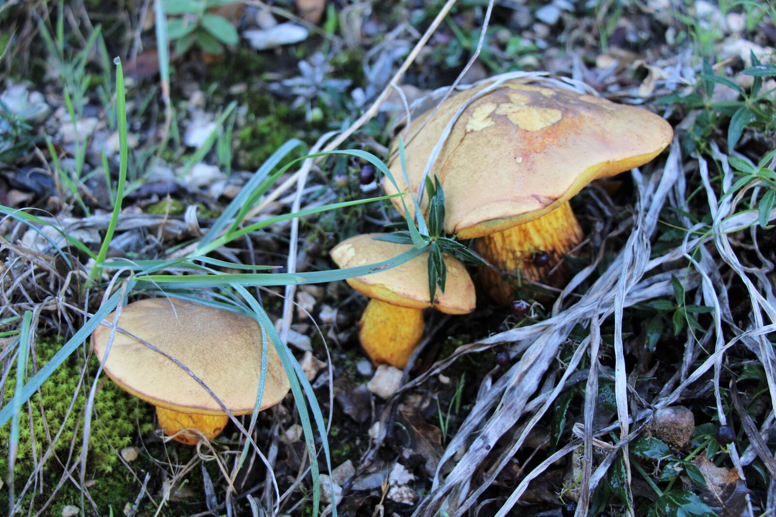 Canon EOS 2000D (EOS Rebel T7 / EOS Kiss X90 / EOS 1500D) sample photo. Autumn, mushrooms, forest photography