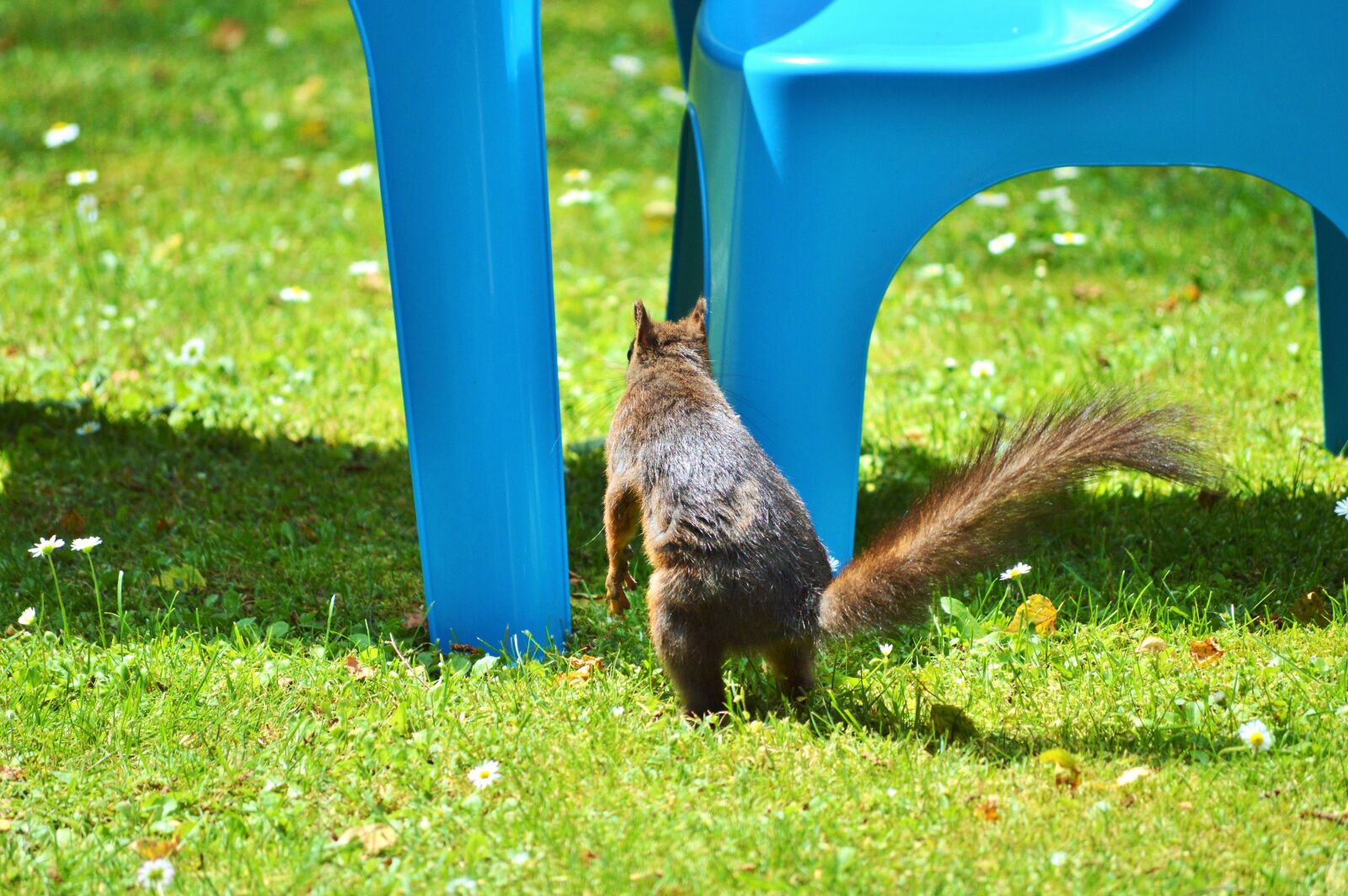 Nikon D3200 sample photo. Squirrel, nager, rodent photography