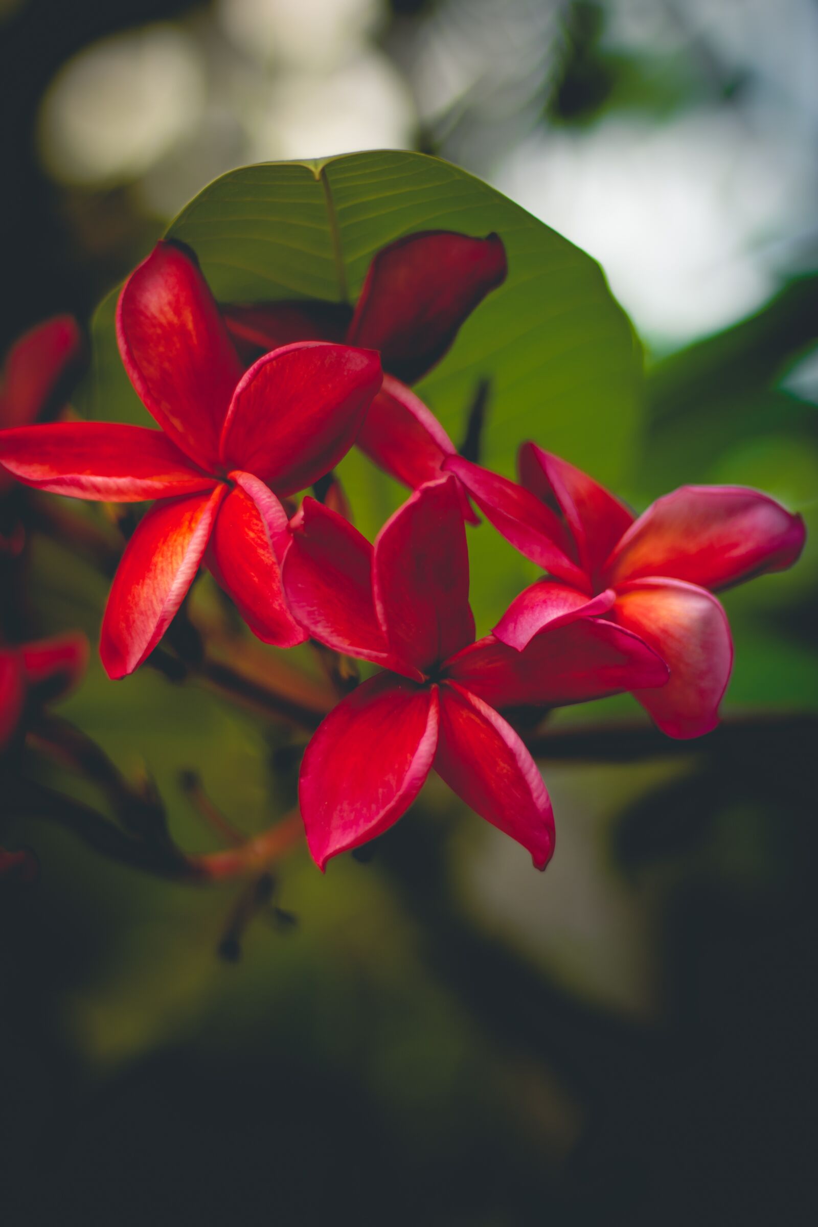 Canon EOS 700D (EOS Rebel T5i / EOS Kiss X7i) + Canon EF 50mm F1.8 STM sample photo. Plumeria, flower, thailand photography