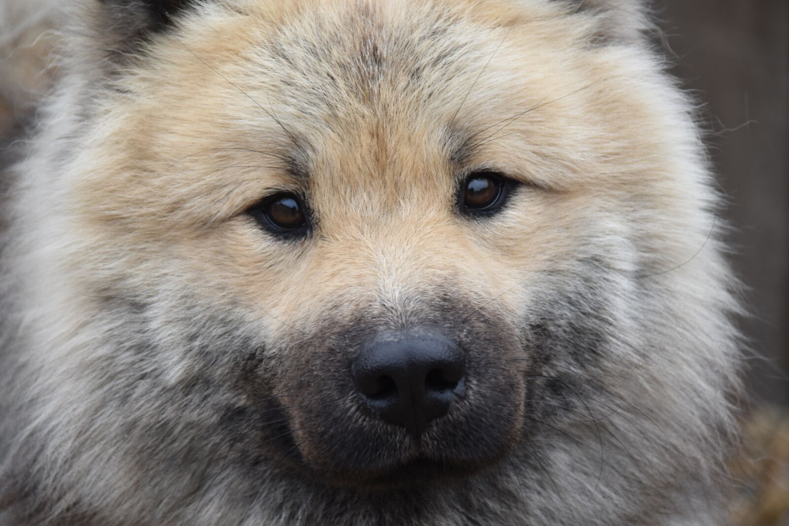Nikon D5600 sample photo. Dog, dog eurasier, dog photography