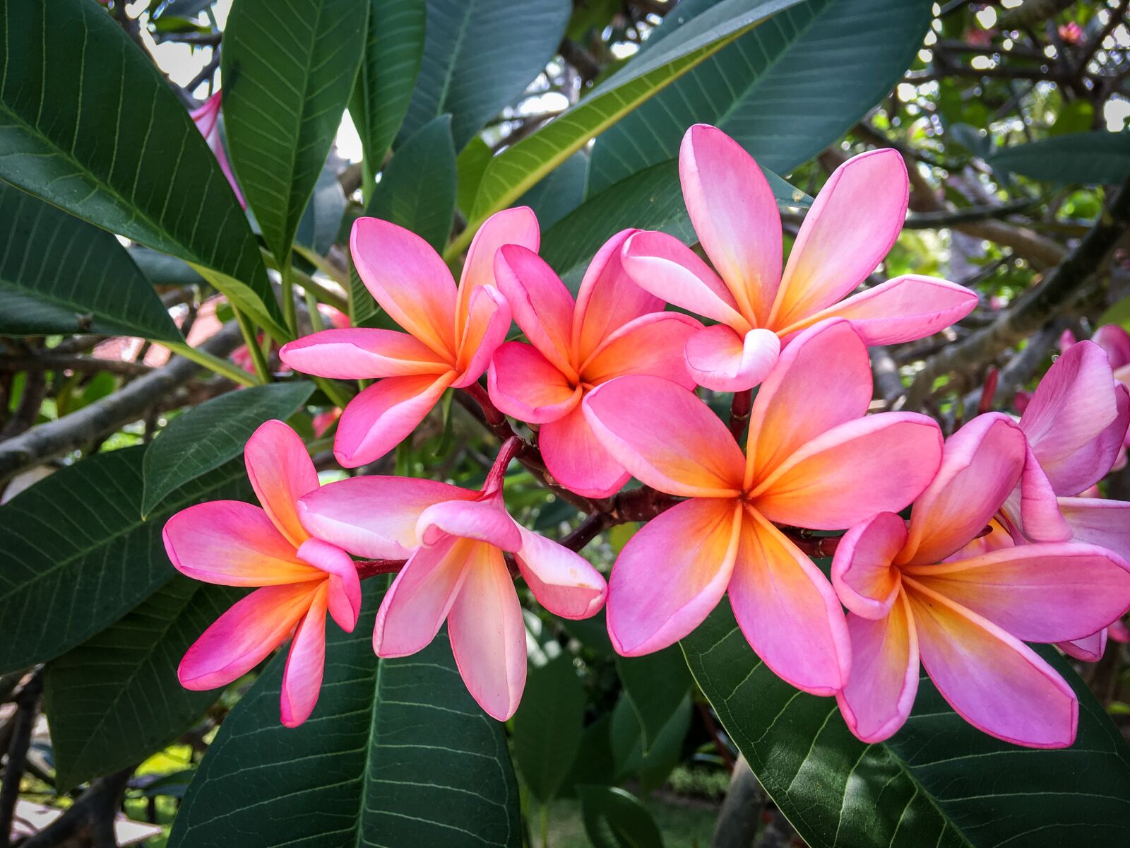 Apple iPhone 6s Plus sample photo. Plumeria, flowers, frangipani photography
