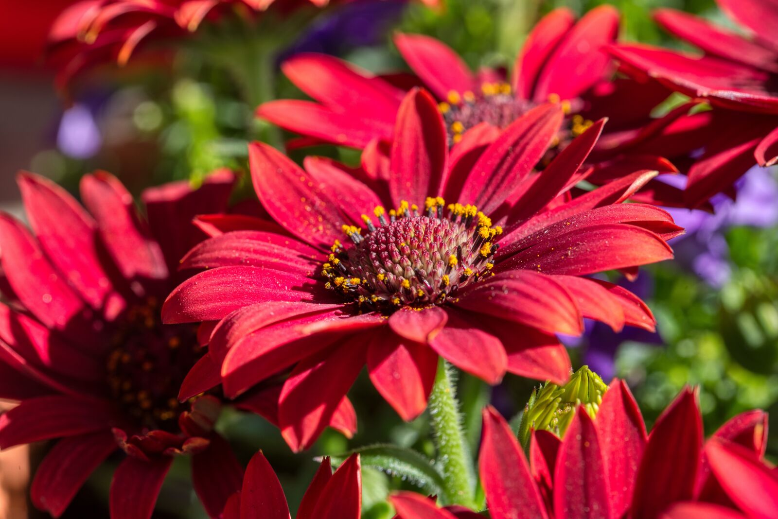 Nikon D750 sample photo. Cape basket, cape daisies photography