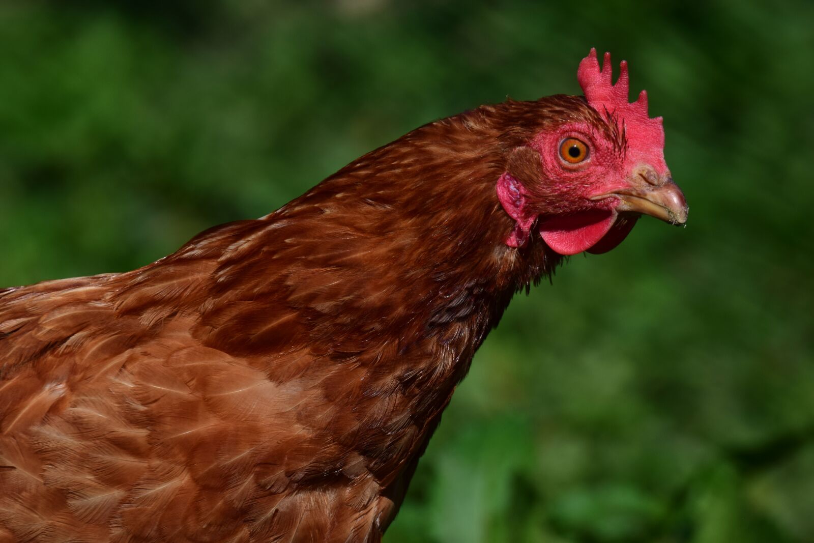 Nikon D3300 sample photo. Chicken, hen, poultry photography