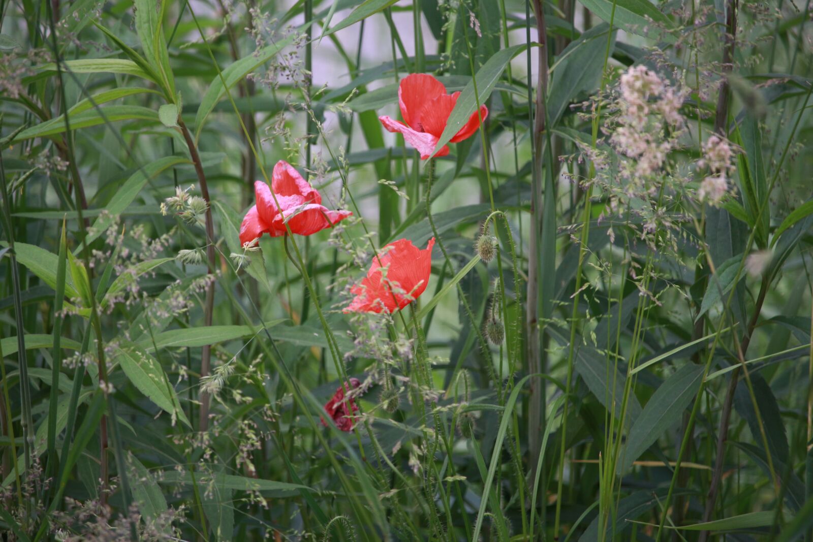 Canon EF-S 55-250mm F4-5.6 IS STM sample photo. Nature, flowers, wild flowers photography