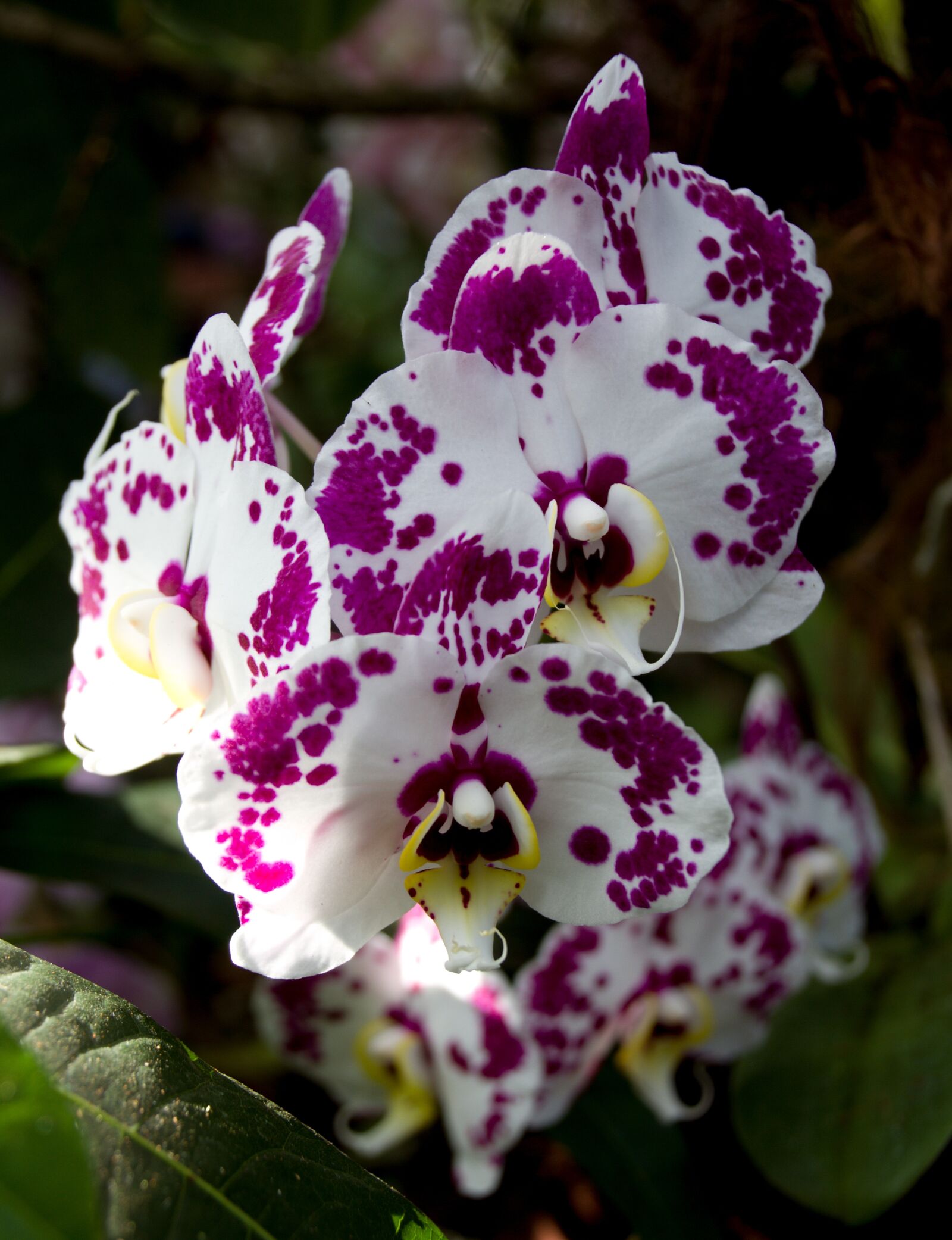 Canon EOS 7D sample photo. Plant, flower, nature photography