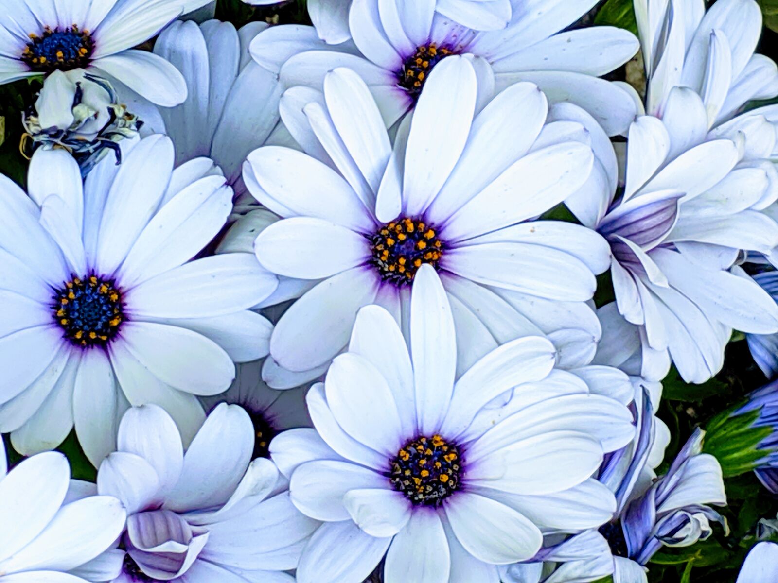 Google Pixel 3 XL sample photo. Daisies, african daisies, white photography