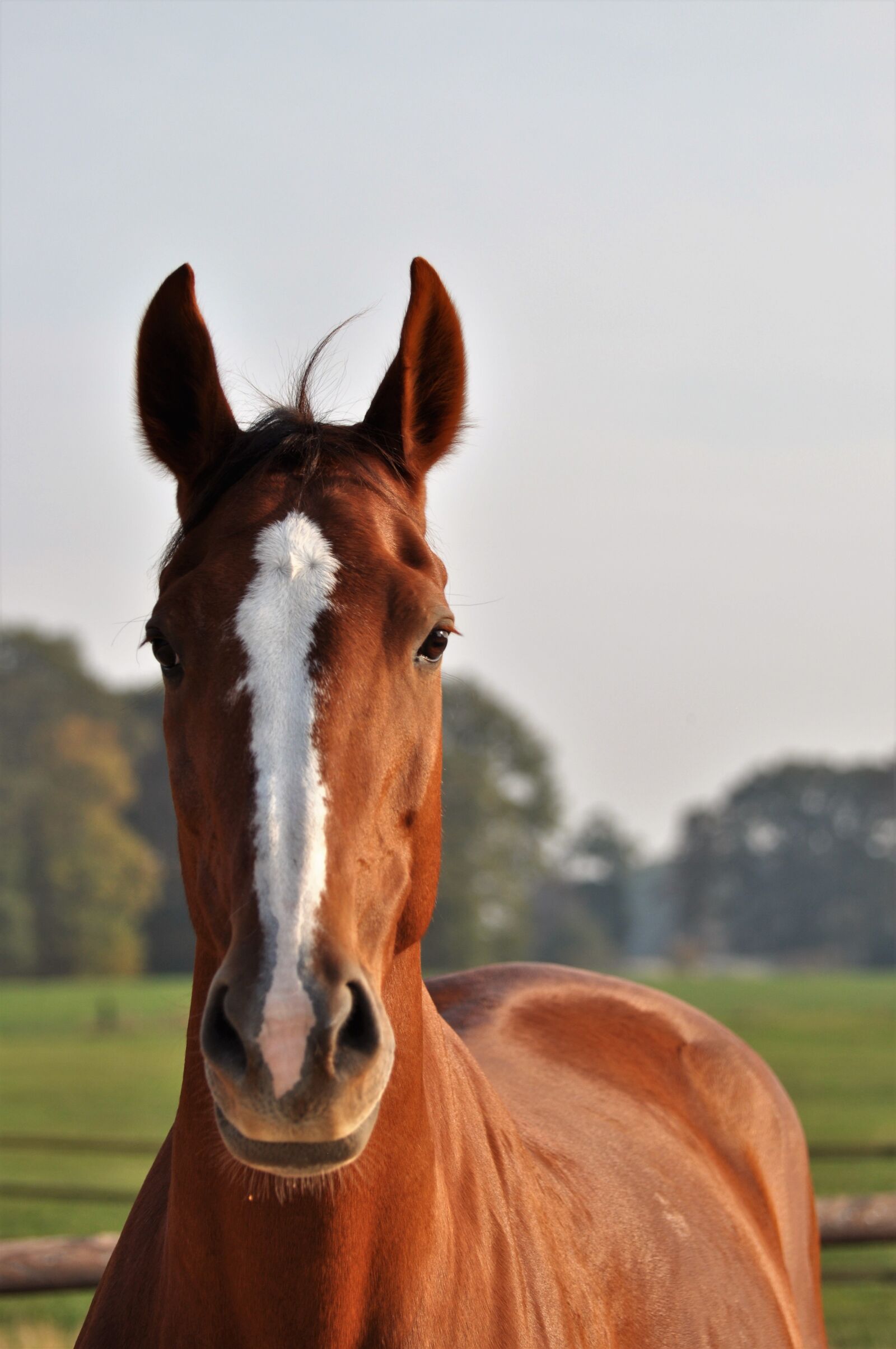 Nikon D5000 sample photo. Horse, horsehead, horses photography