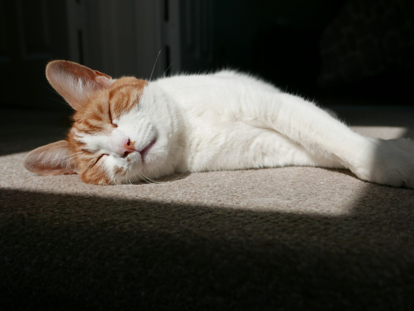 Panasonic Lumix DMC-LX100 sample photo. Cat, ginger, feline photography