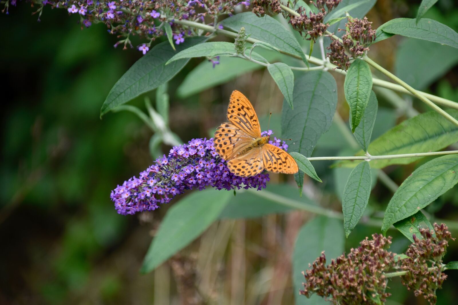 Nikon D5600 sample photo. Butterfly, butterfly orange color photography