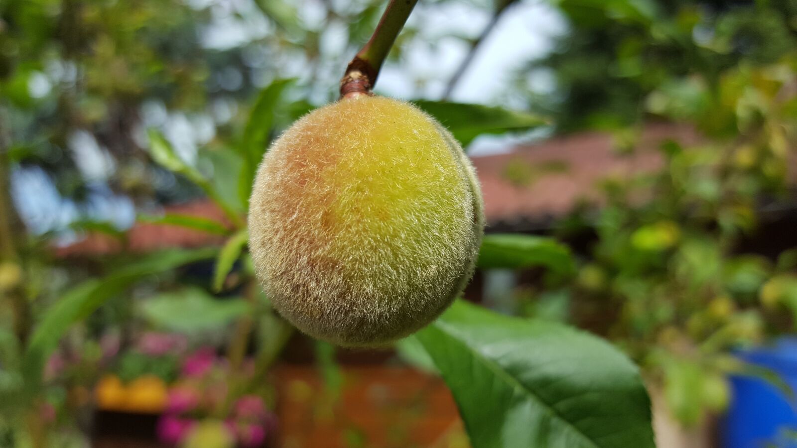 Samsung Galaxy S6 sample photo. Peach, fruit, peach tree photography