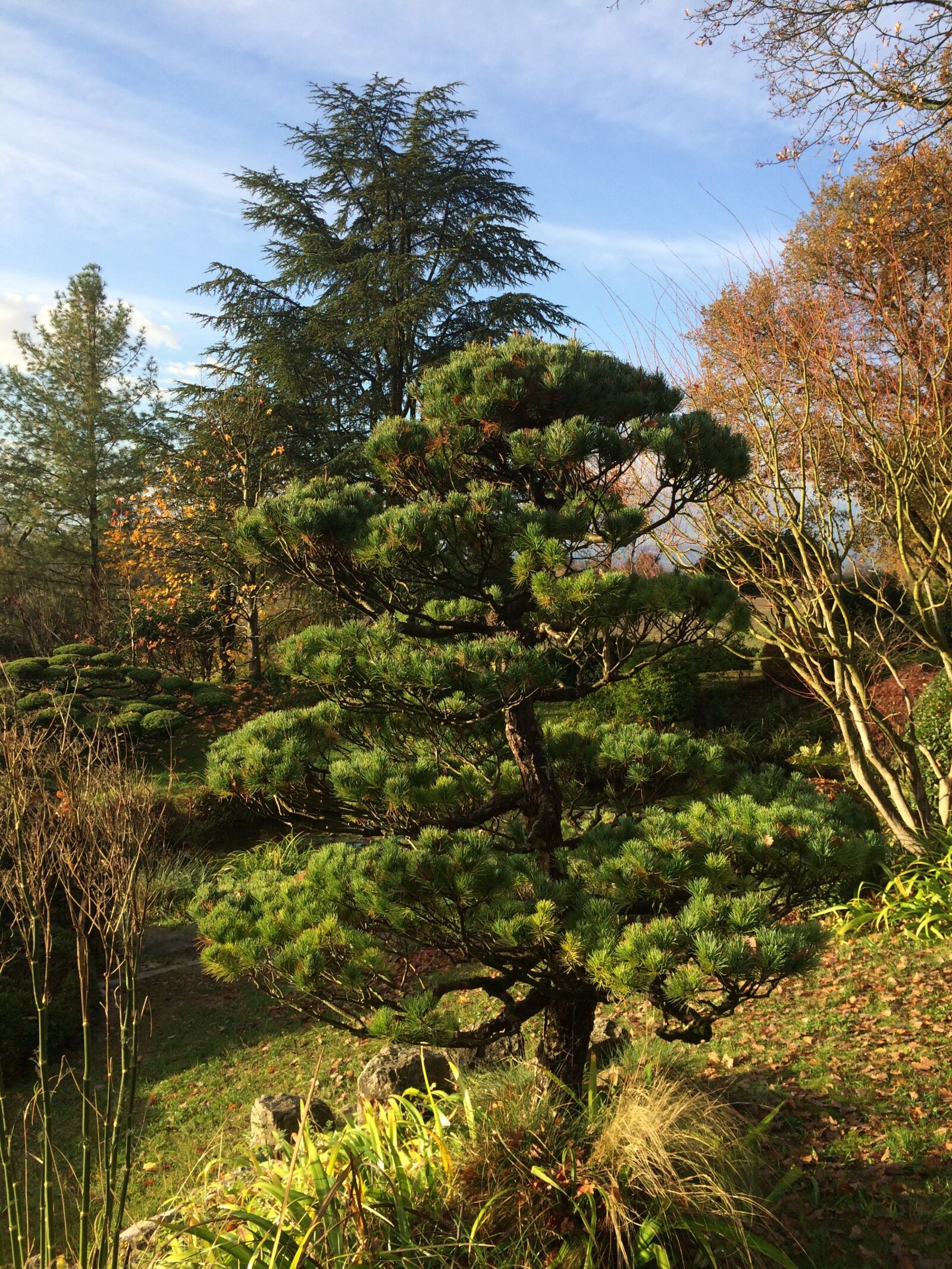 Apple iPhone 5s sample photo. Tree, light, sun photography