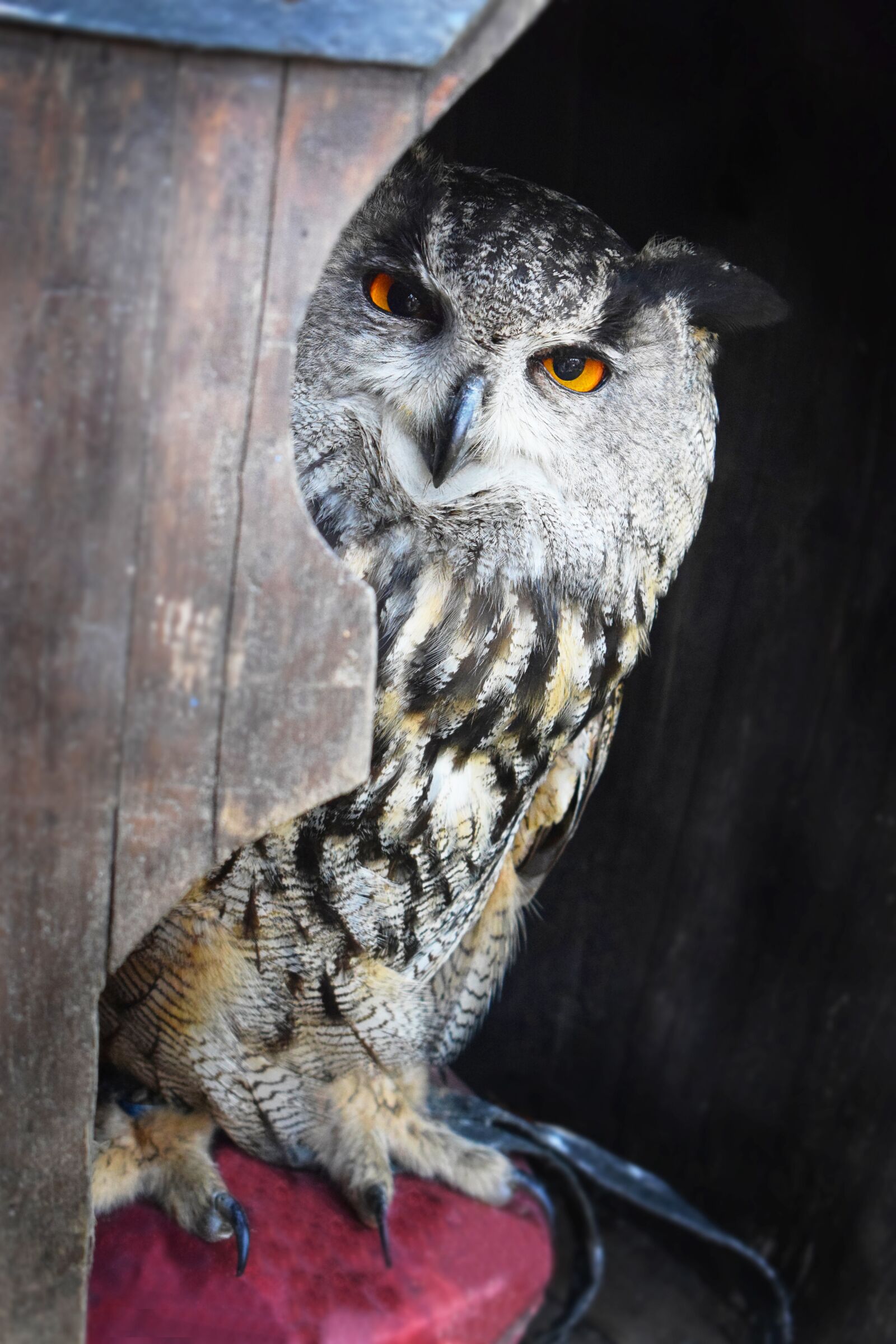 Nikon D3300 sample photo. Owl, grand duke, look photography