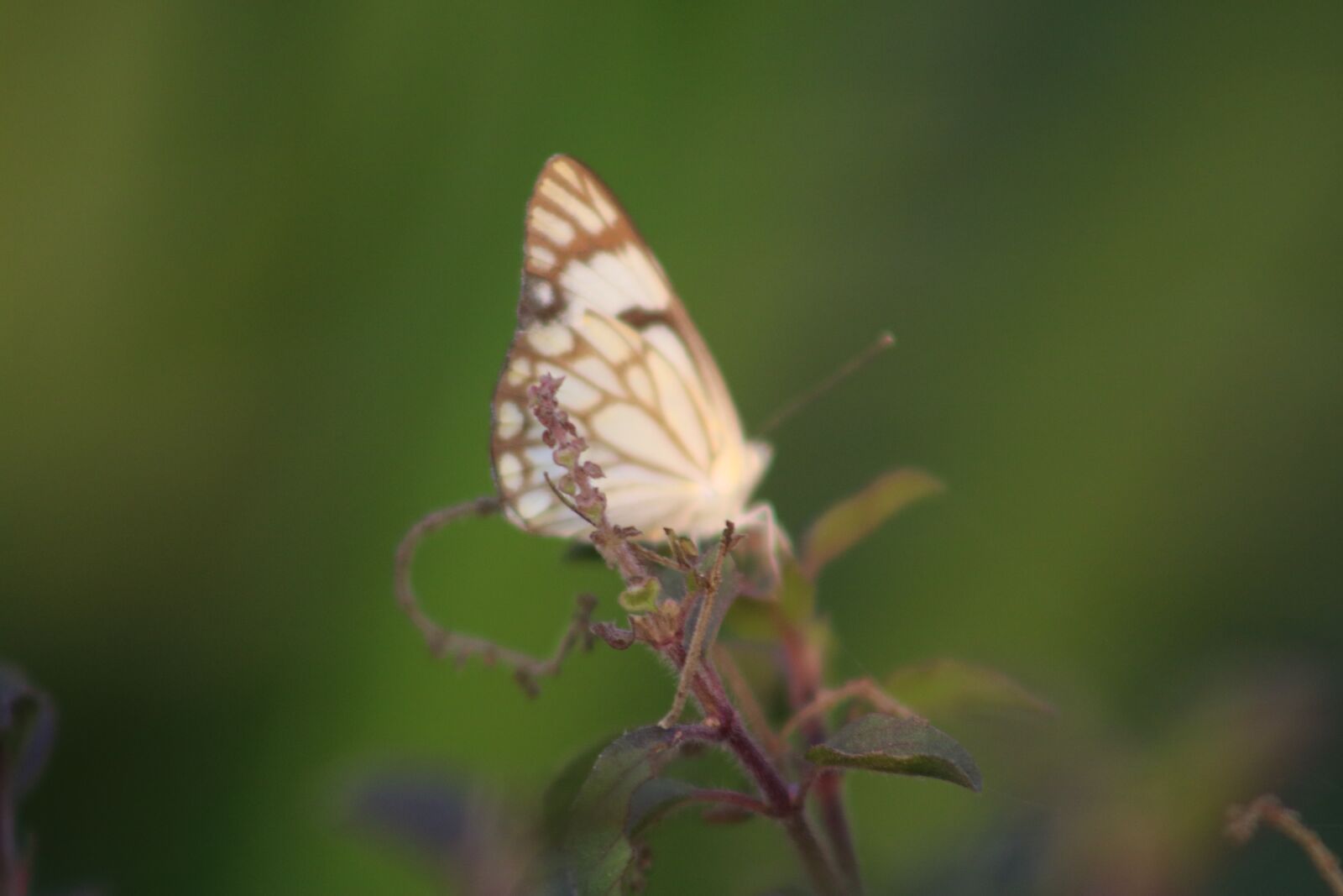 Canon EOS 750D (EOS Rebel T6i / EOS Kiss X8i) sample photo. Butterfly, green, nature photography