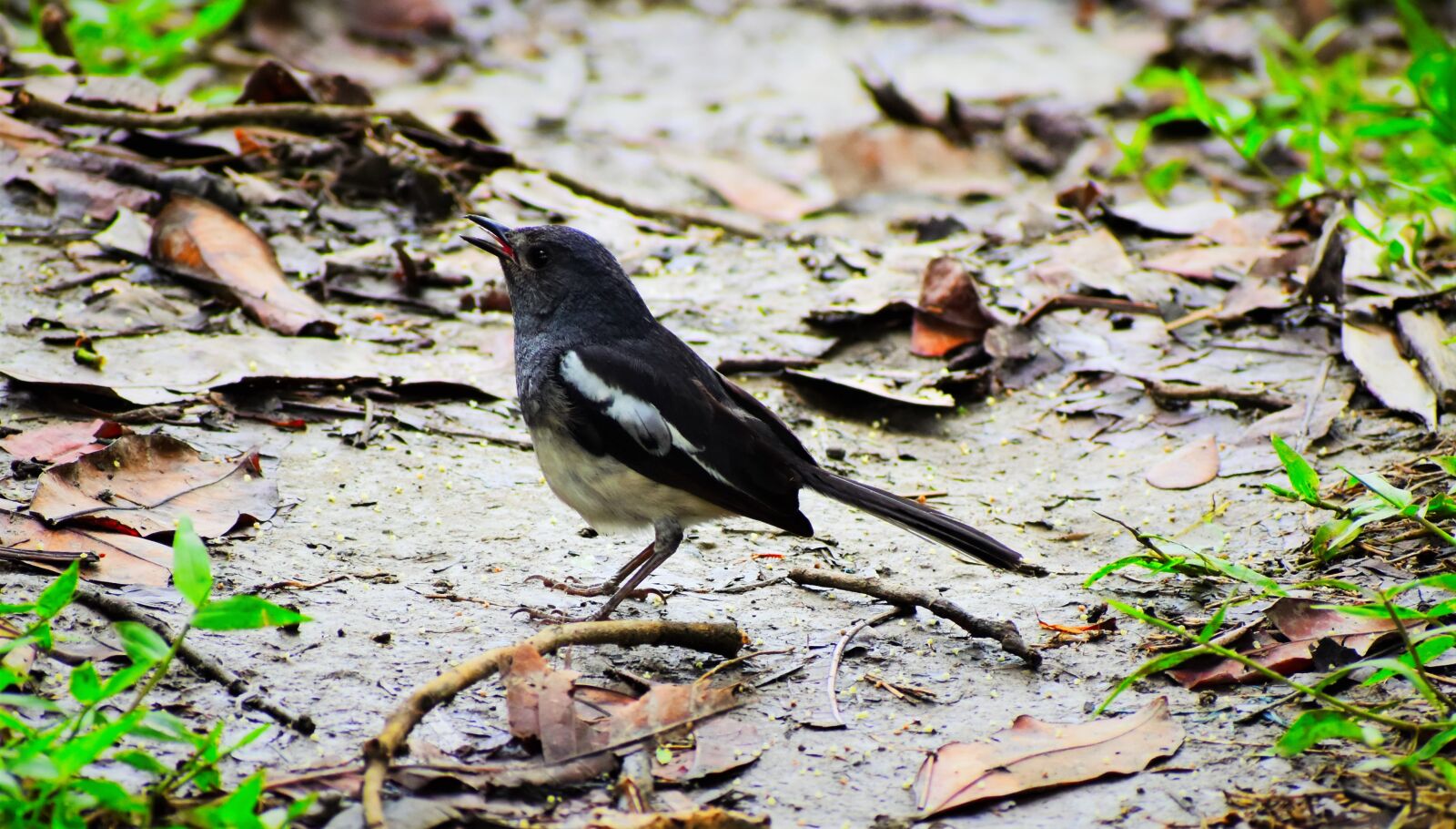Nikon D5600 sample photo. Bird, nature, wildlife photography