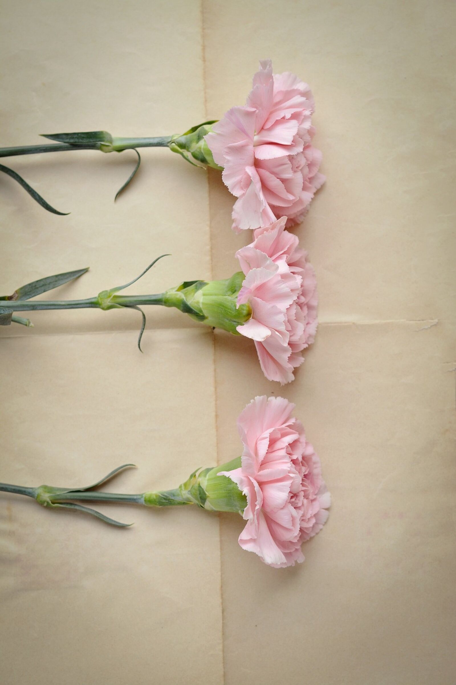 Nikon D7100 sample photo. Cloves, pink, carnation pink photography