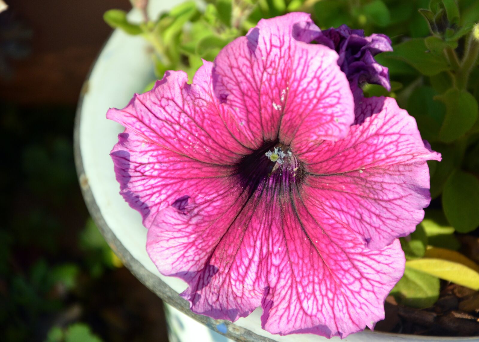 Nikon D5200 sample photo. Petunia, pink flower, petals photography