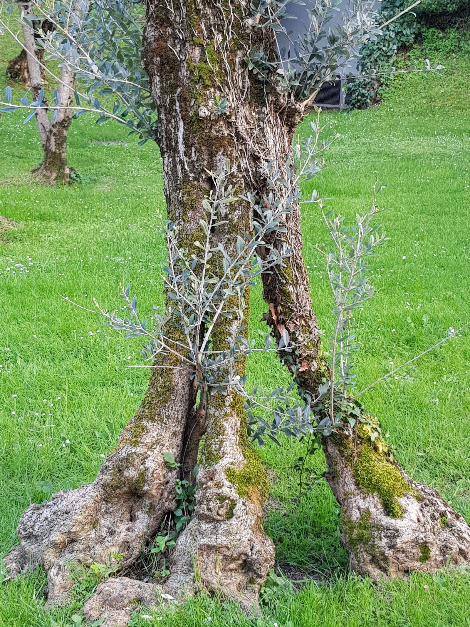 Samsung Galaxy S8+ sample photo. Trunk, olivier, surprising photography