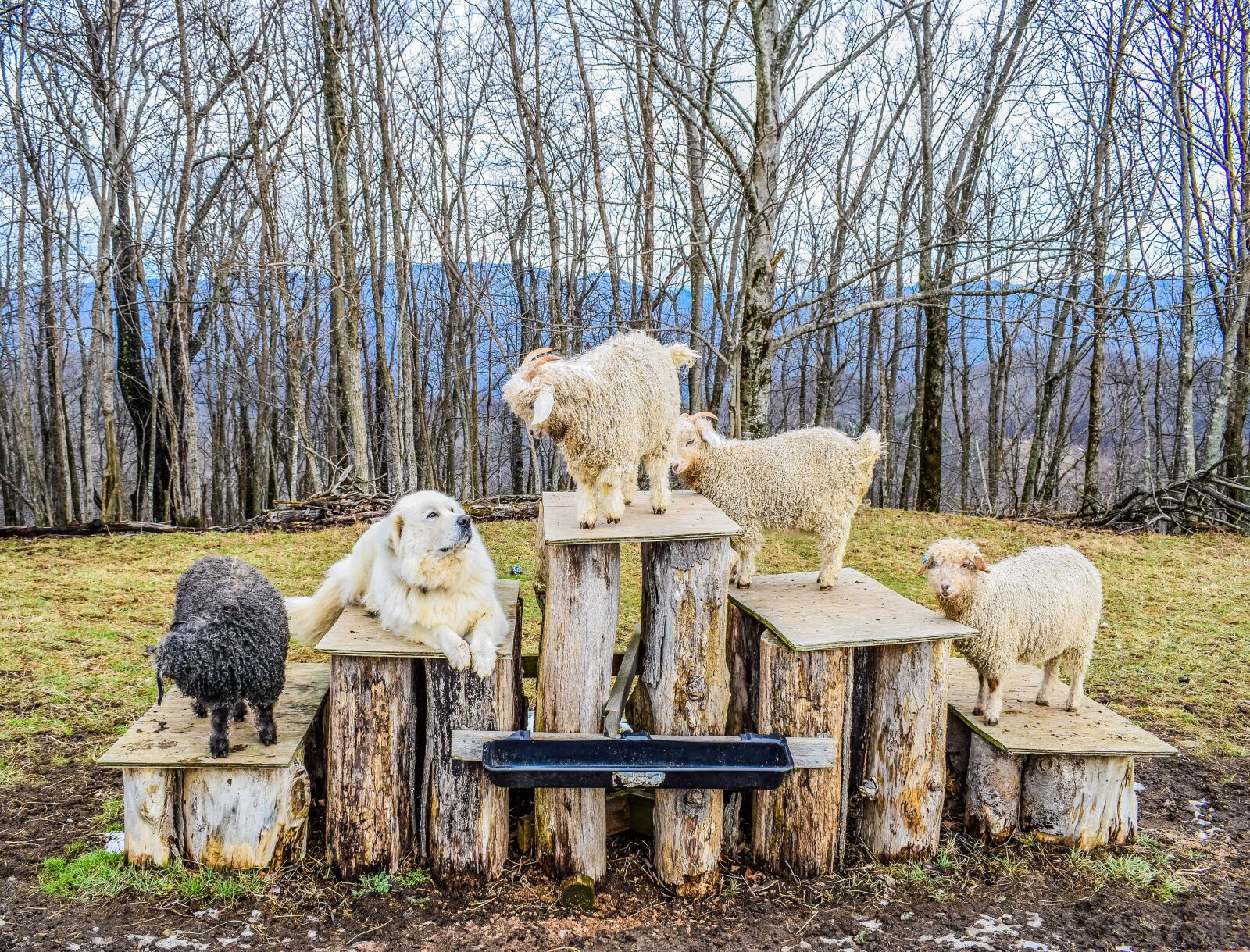 Nikon D5300 sample photo. Dog, goat, sheep photography