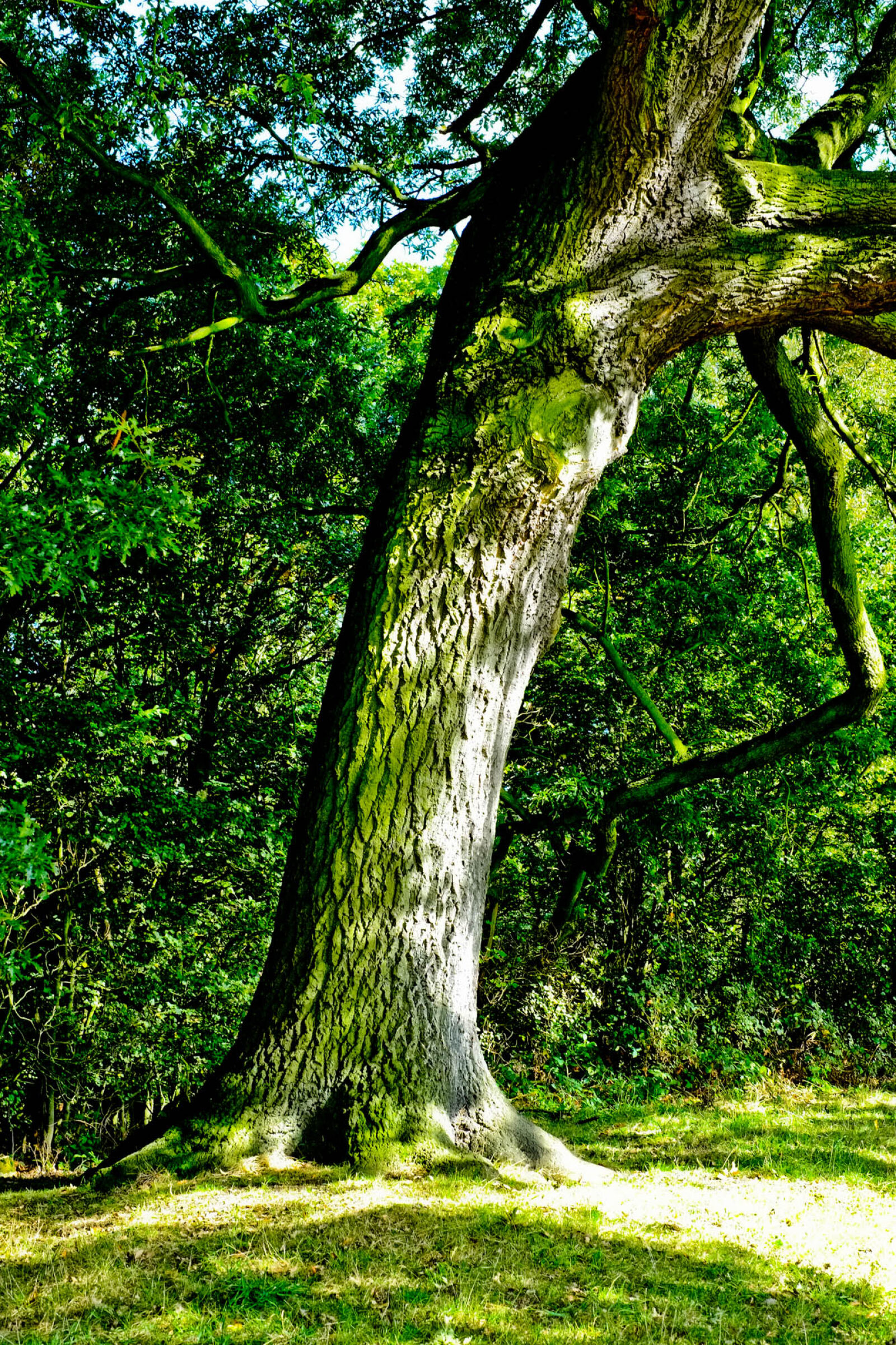 Fujifilm X-Pro1 + Fujifilm XF 35mm F1.4 R sample photo. Green, nature, park, tree photography