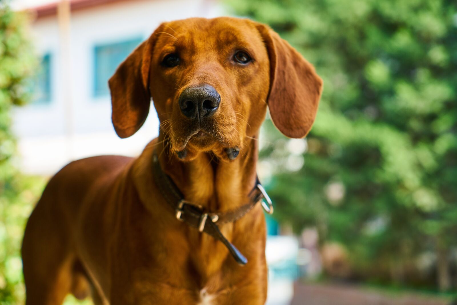 Sony a7R II sample photo. Dog, brown, hunt photography