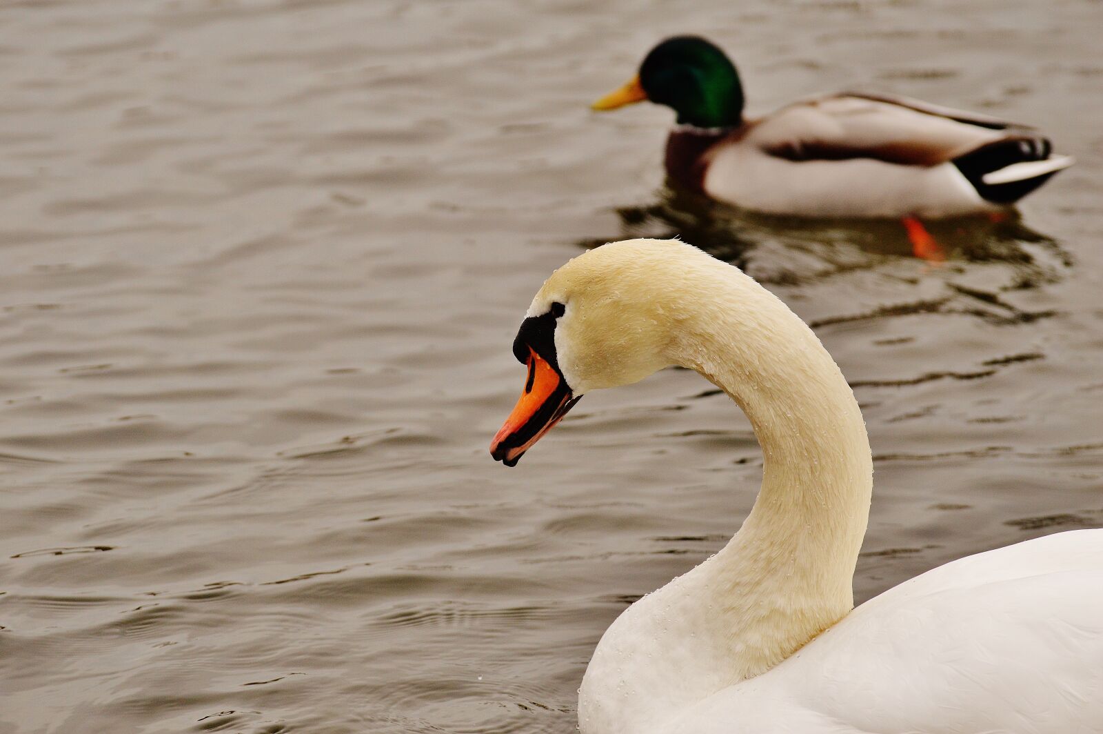 Nikon D3200 sample photo. Swan, duck, swim photography