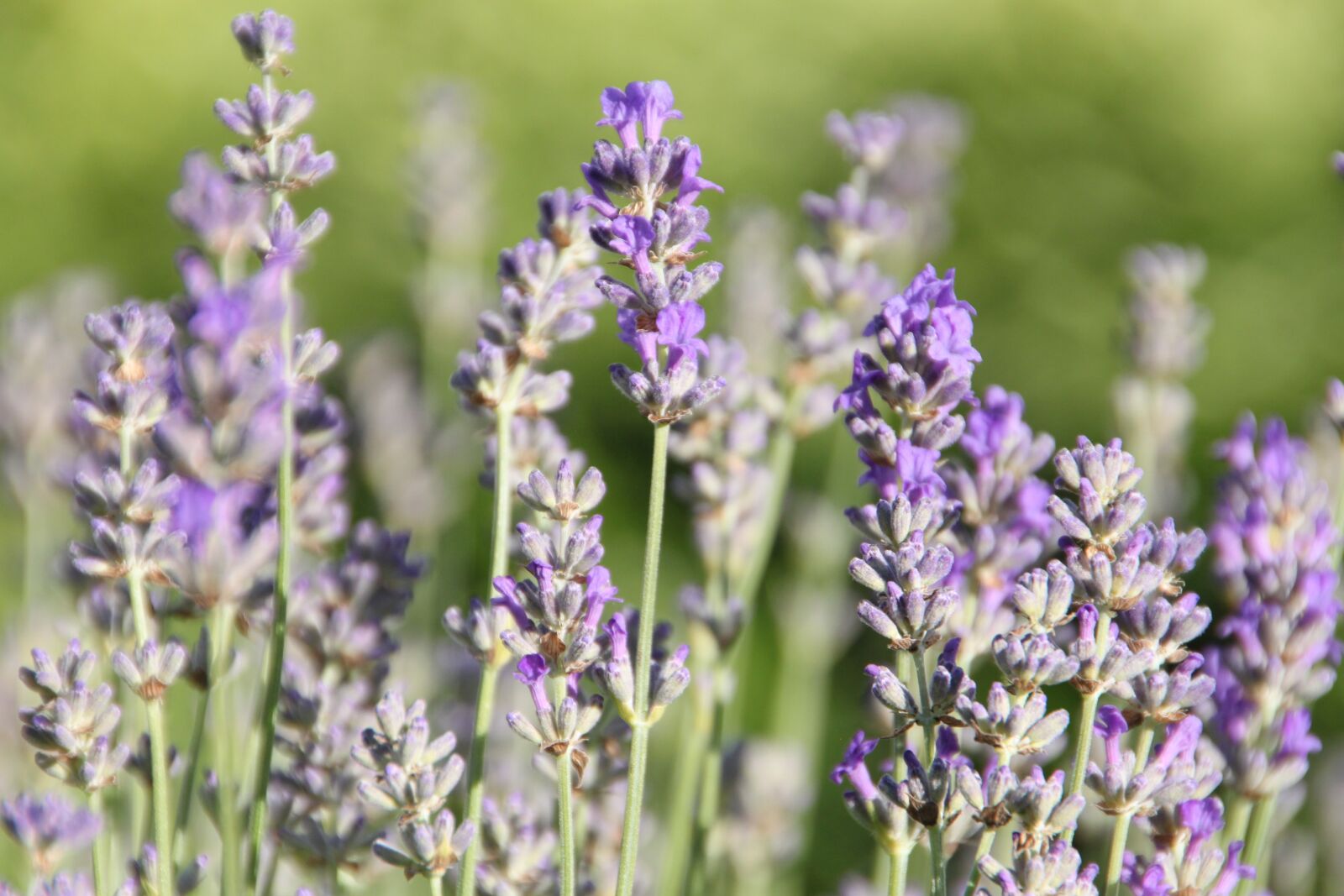 Canon EOS 500D (EOS Rebel T1i / EOS Kiss X3) sample photo. Lavender, flowers, violet photography