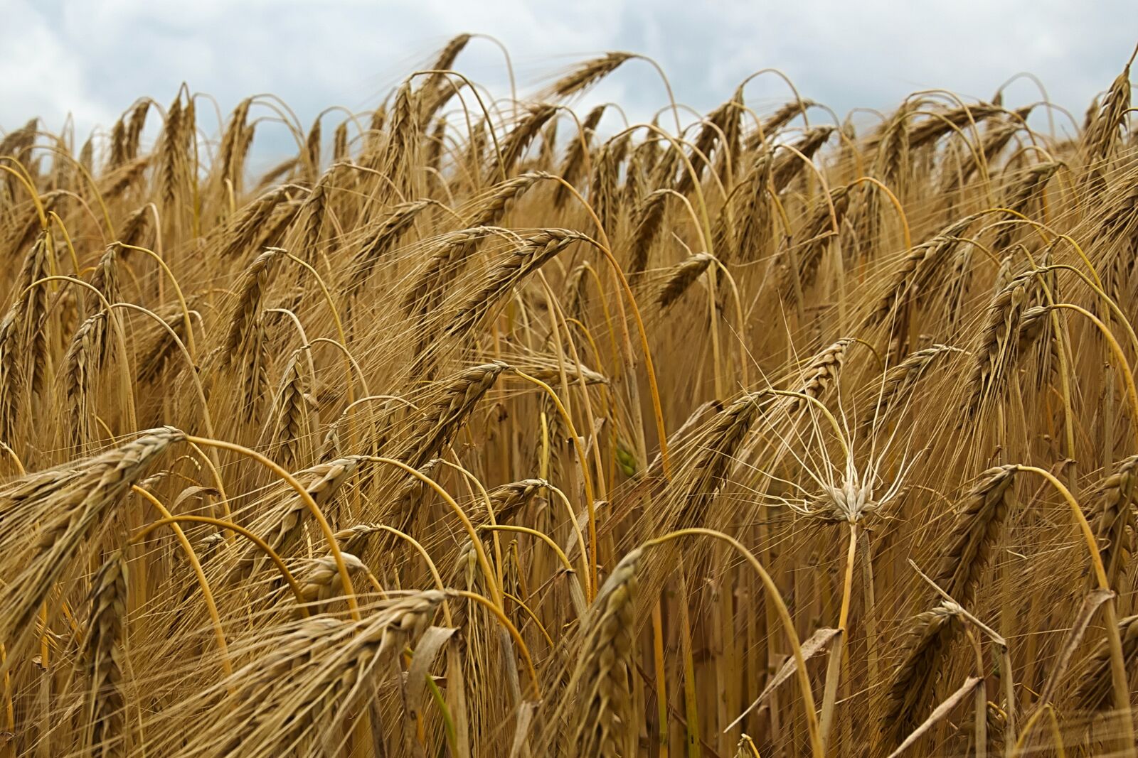 Nikon D3300 sample photo. Cereals, field, barley photography