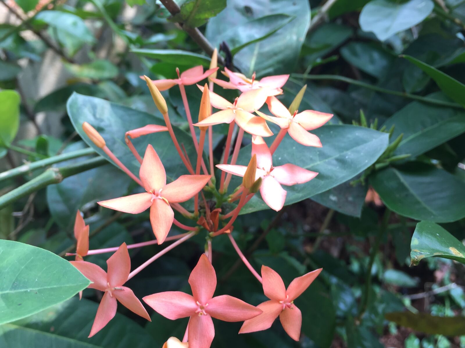 Apple iPhone 6 sample photo. Beautiful, flowers photography