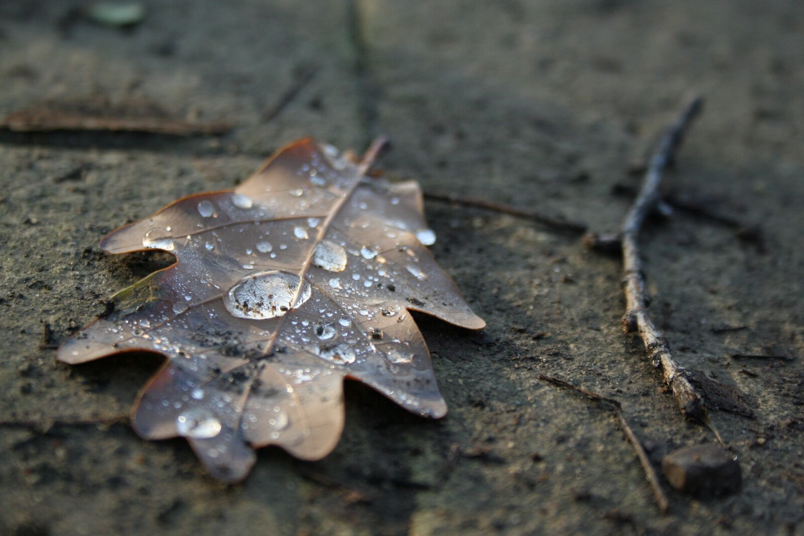 Canon EOS 350D (EOS Digital Rebel XT / EOS Kiss Digital N) sample photo. Autumn, fall leaf, dry photography