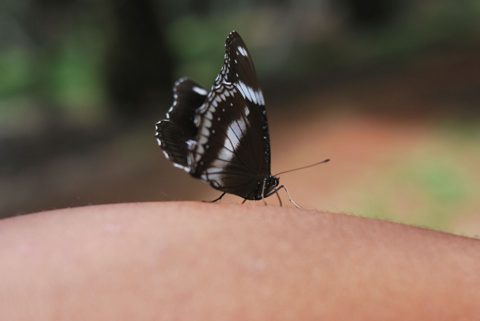 Nikon D60 sample photo. Butterfly, nature, wild photography
