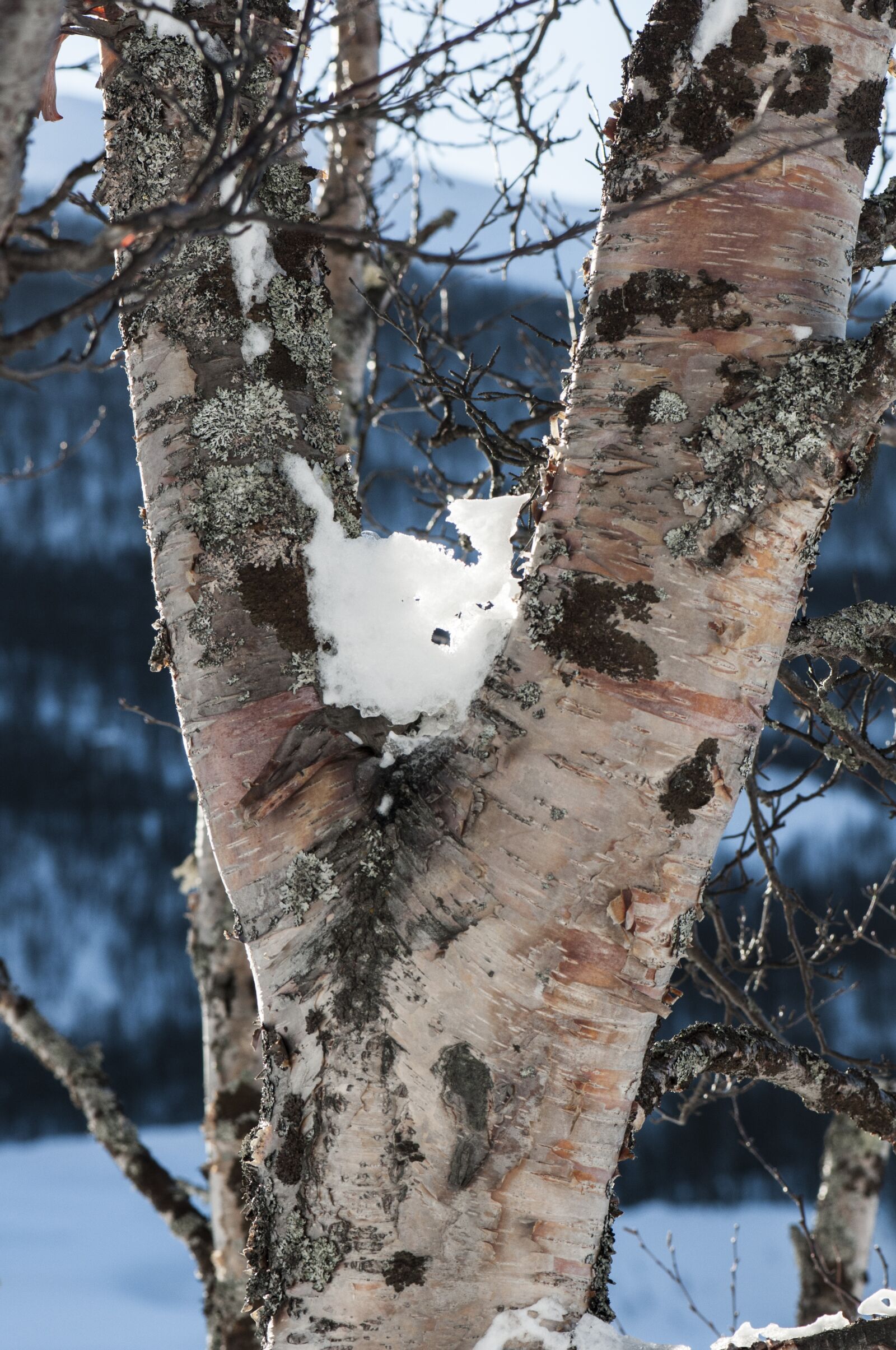 Nikon D300S sample photo. Three, snow, winter photography