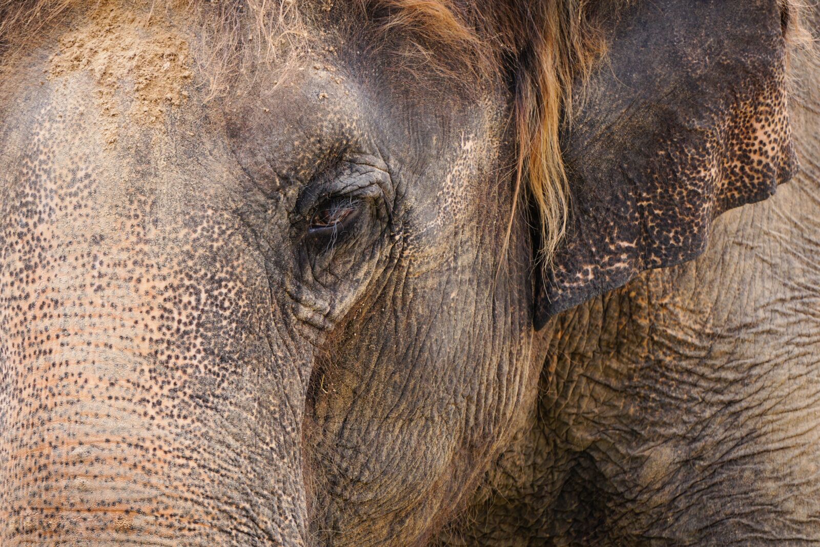 Sony E 55-210mm F4.5-6.3 OSS sample photo. Elephant, structure, tusks photography