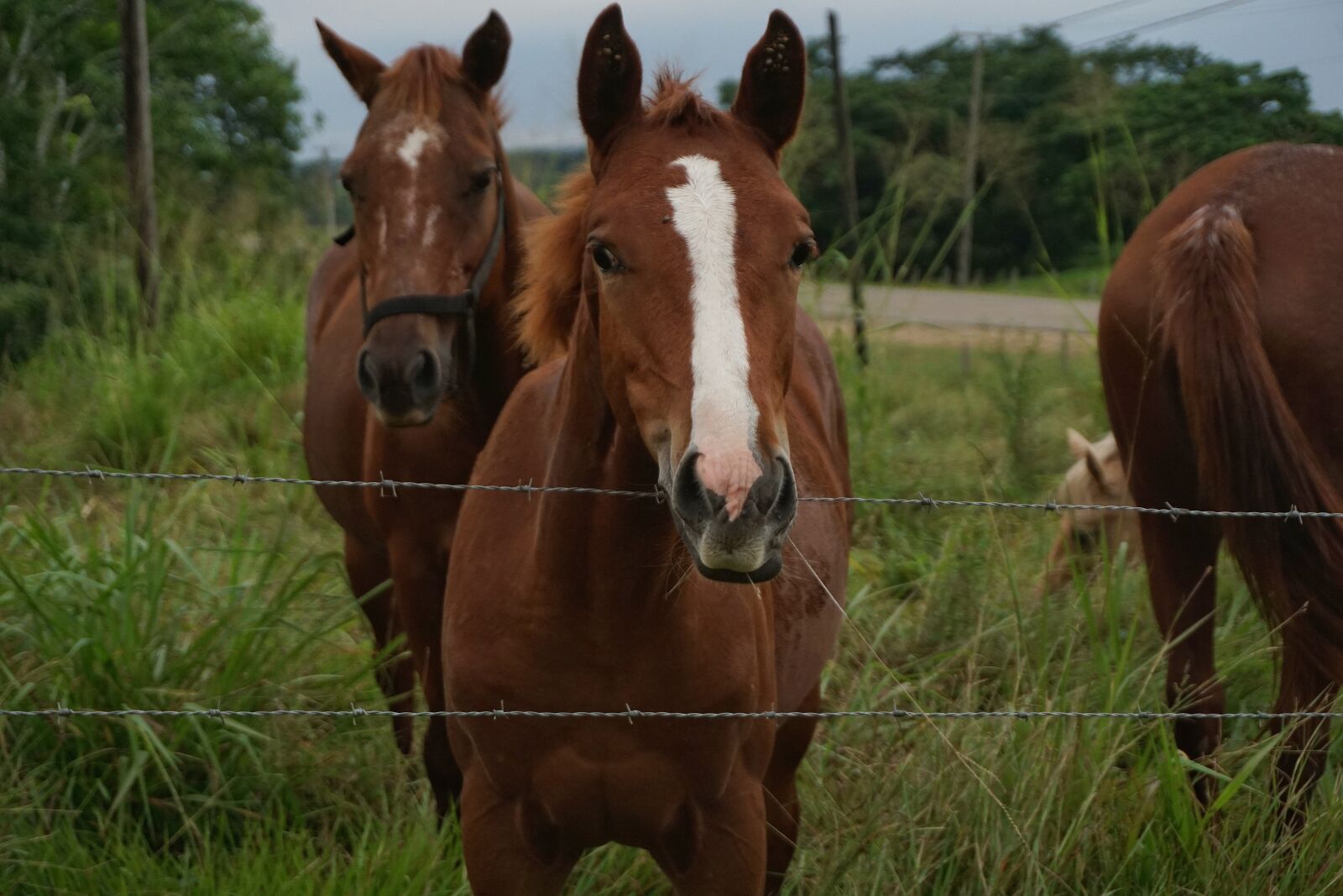 Sony a6000 sample photo. Horses, tick's, close photography