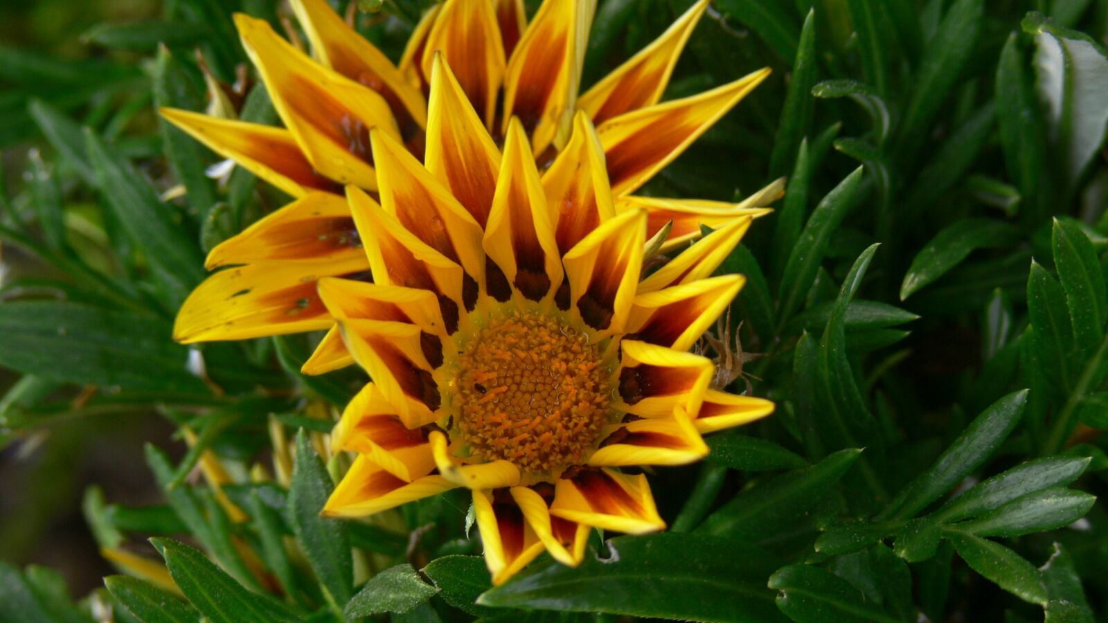 Panasonic DMC-FZ30 sample photo. Flower, yellow, orange photography