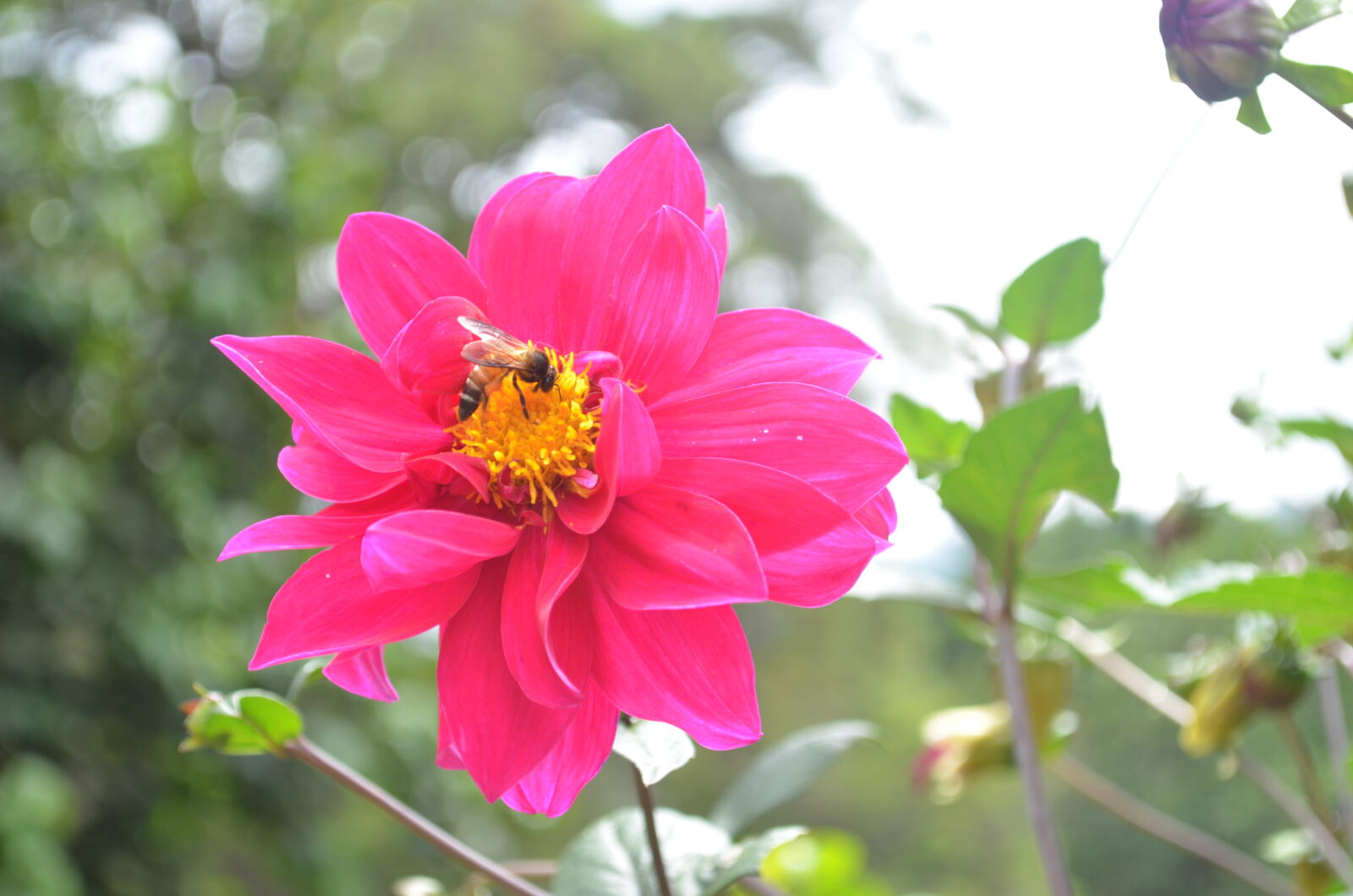 Nikon D5100 sample photo