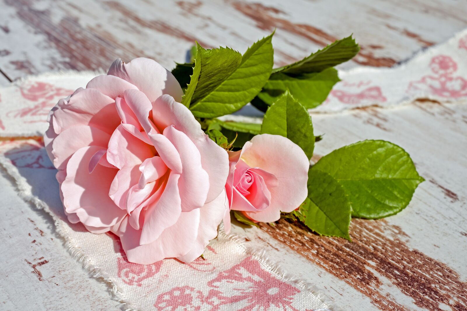 Fujifilm X-T10 sample photo. Roses, pink roses, flowers photography
