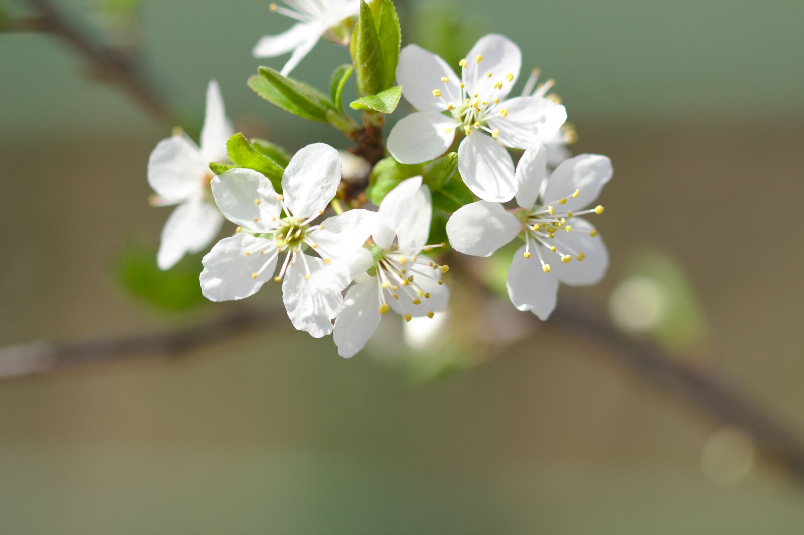 Canon EOS 600D (Rebel EOS T3i / EOS Kiss X5) sample photo. Cherry blossom, spring, white photography