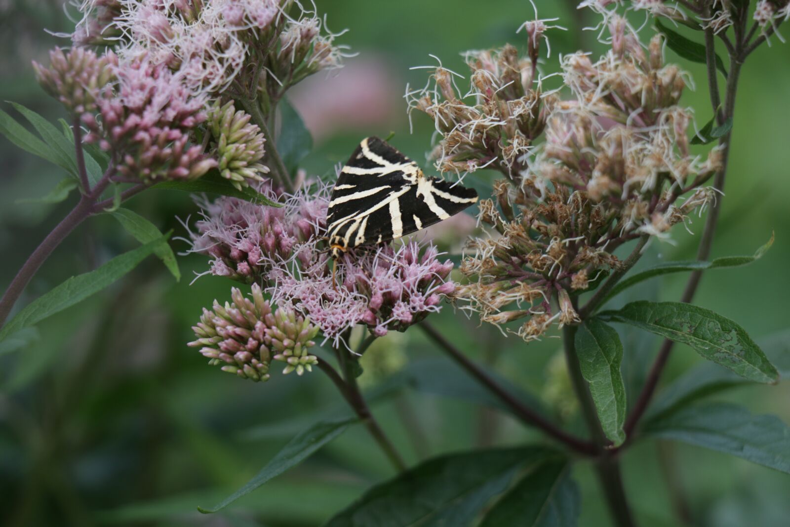 Canon EOS 70D sample photo. Butterfly, plant, nature photography