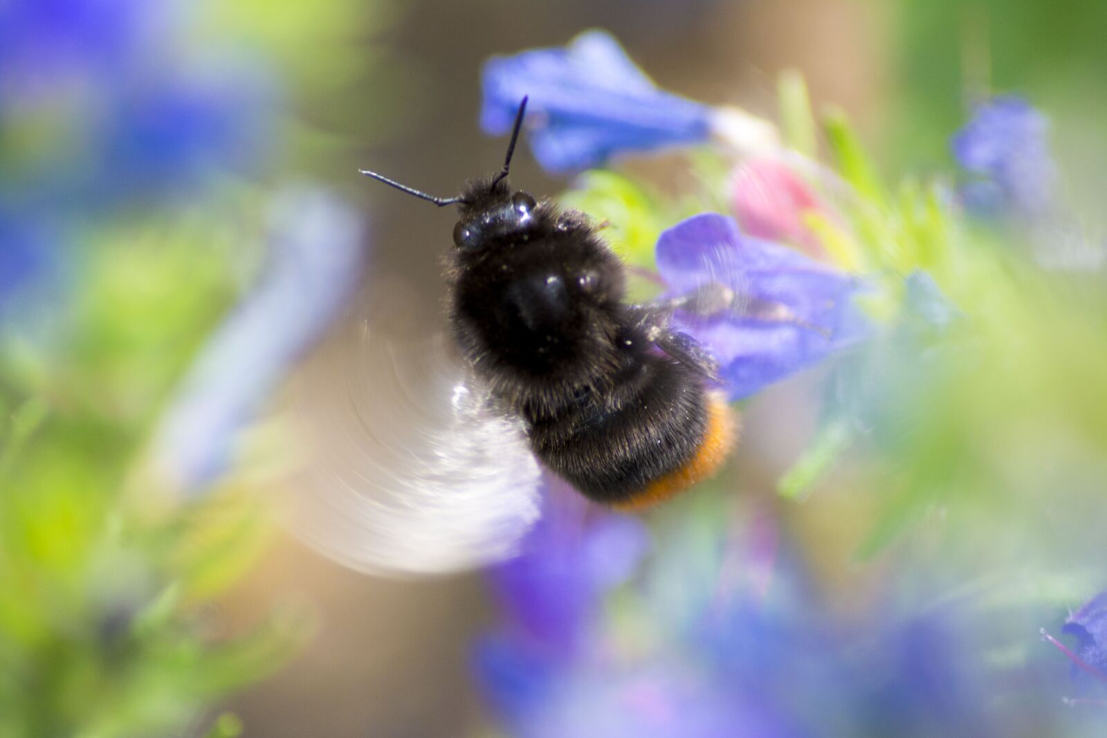 Nikon D5200 sample photo. Bee, closeup, insect photography