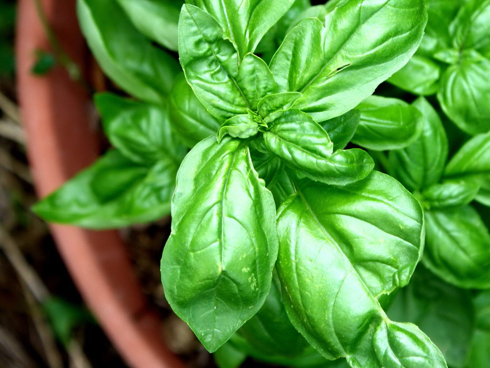 f/3.5-5.6 IS sample photo. Sweet basil plant, terracotta photography