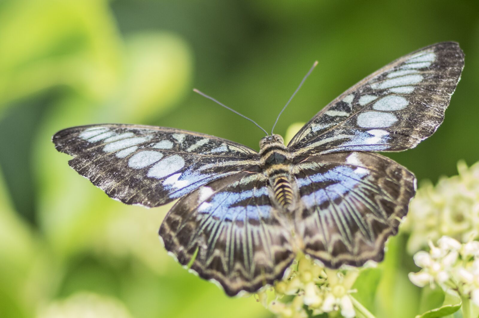 Nikon D5300 sample photo. Butterfly, nature, insect photography