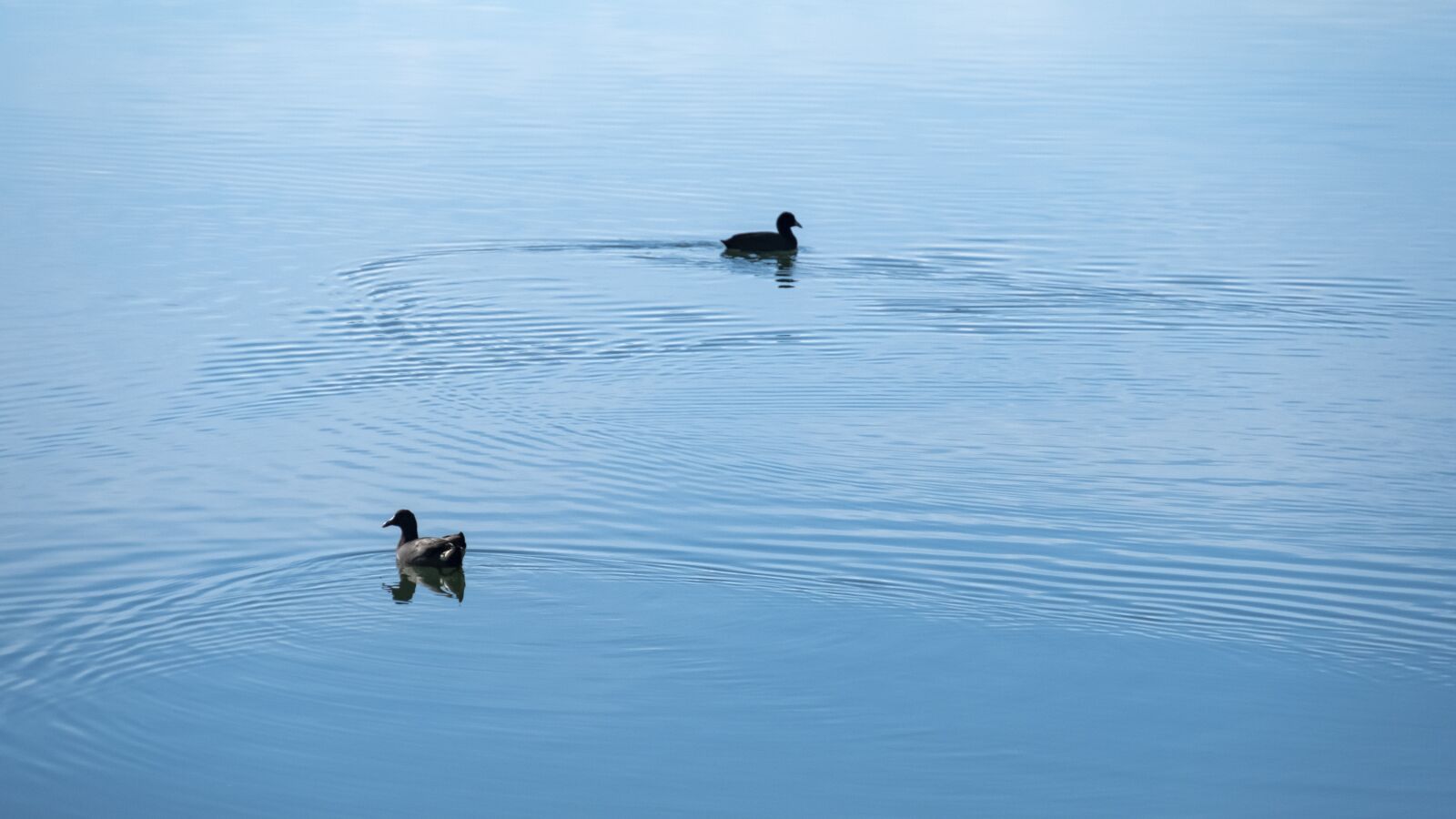 Fujifilm XF 18-135mm F3.5-5.6 R LM OIS WR sample photo. Birds, reflection, water photography