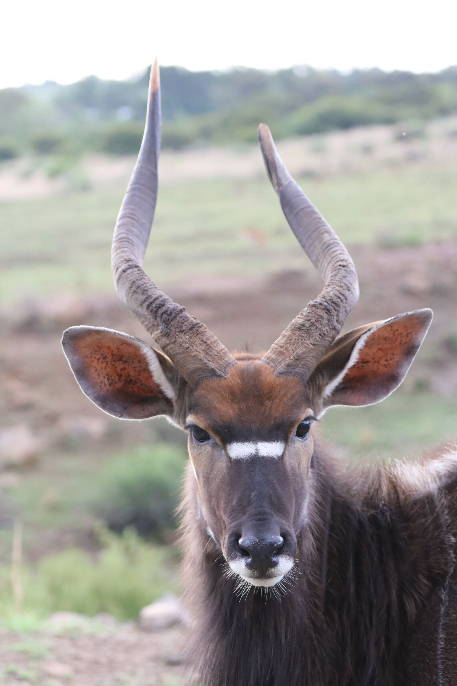 Canon EF 70-300mm F4-5.6L IS USM sample photo. Nyala, antelope, males photography