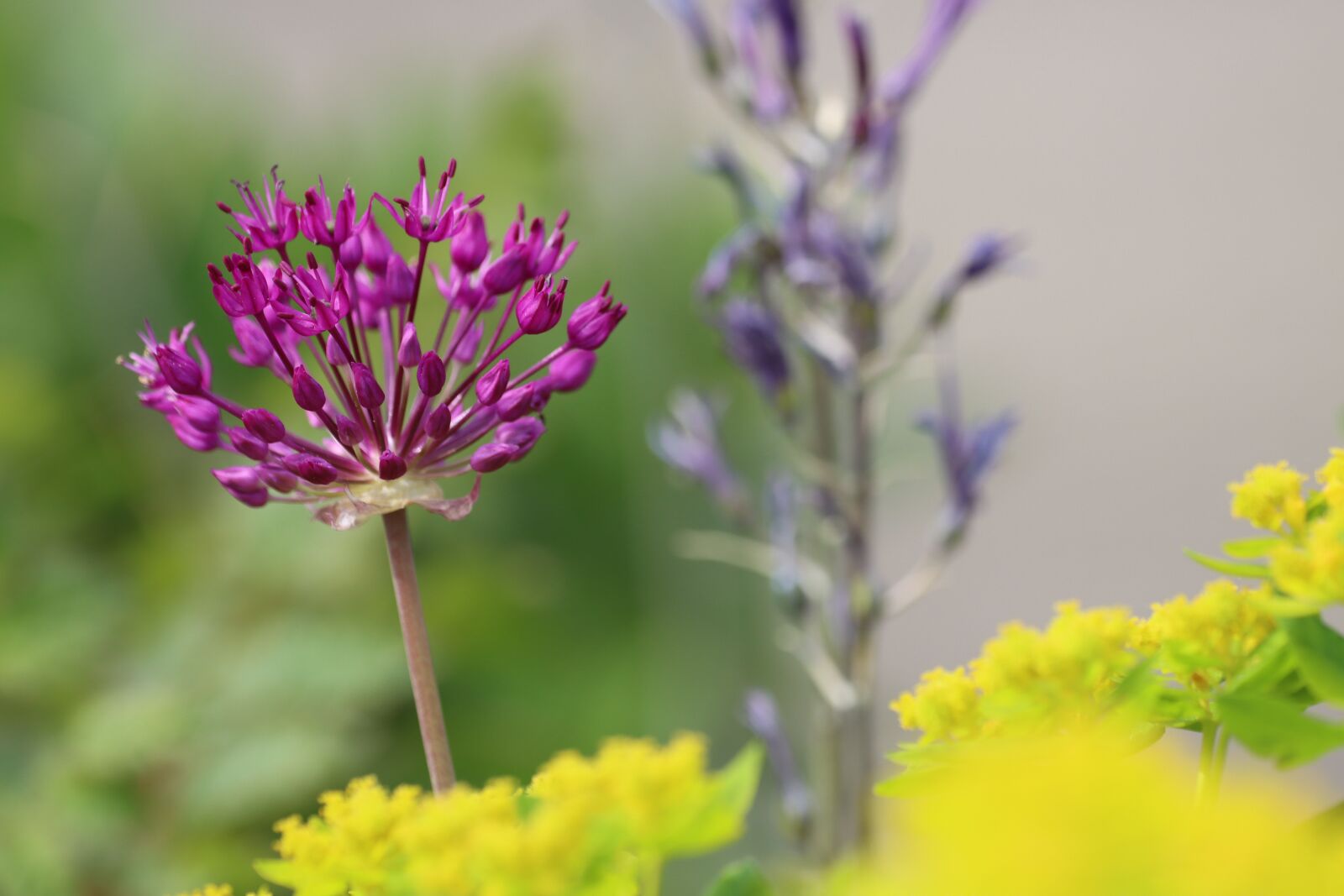 Canon EOS 90D sample photo. Flowers, shrub, blossom photography