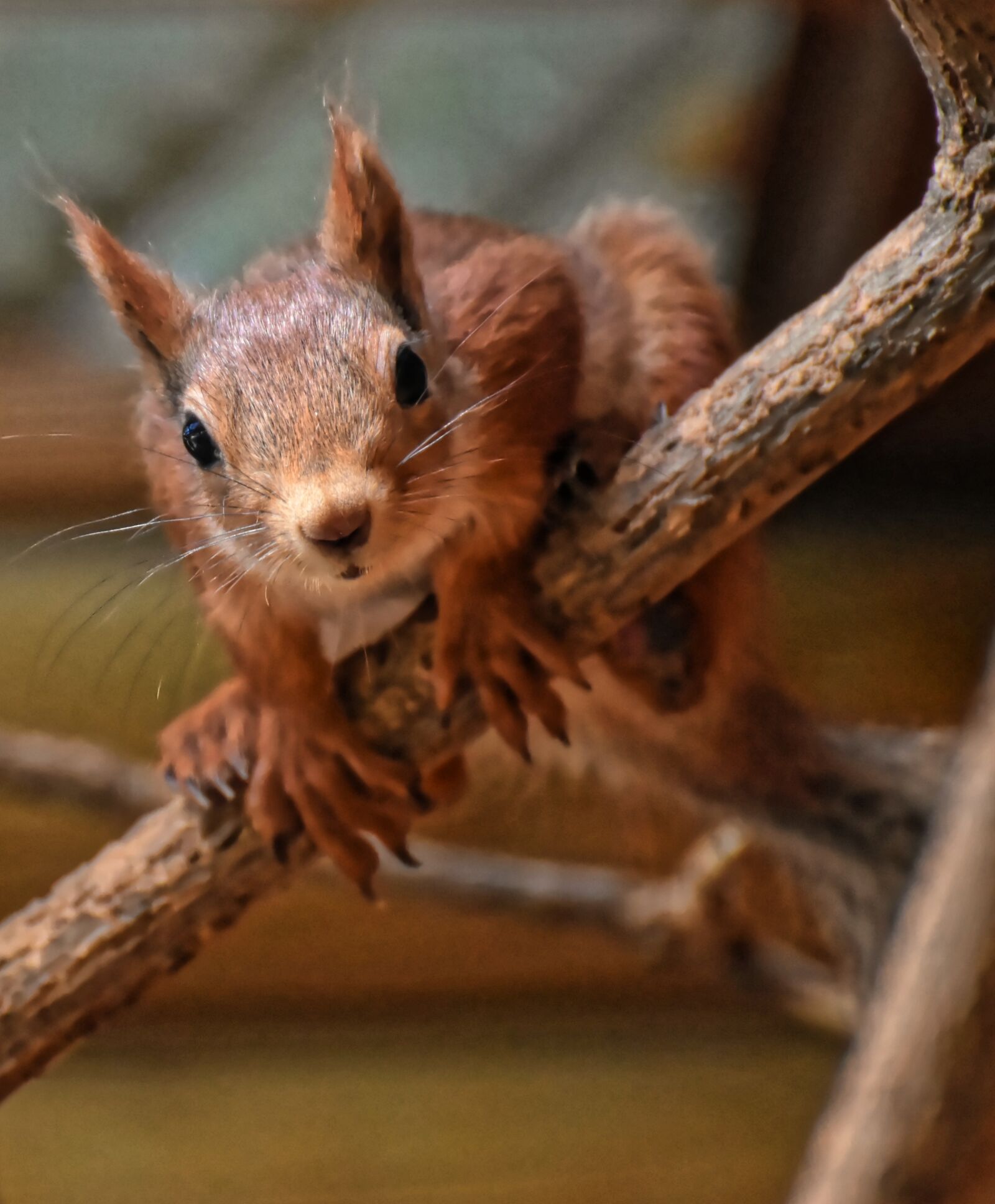 Nikon D7200 sample photo. Nager, cute, animal photography