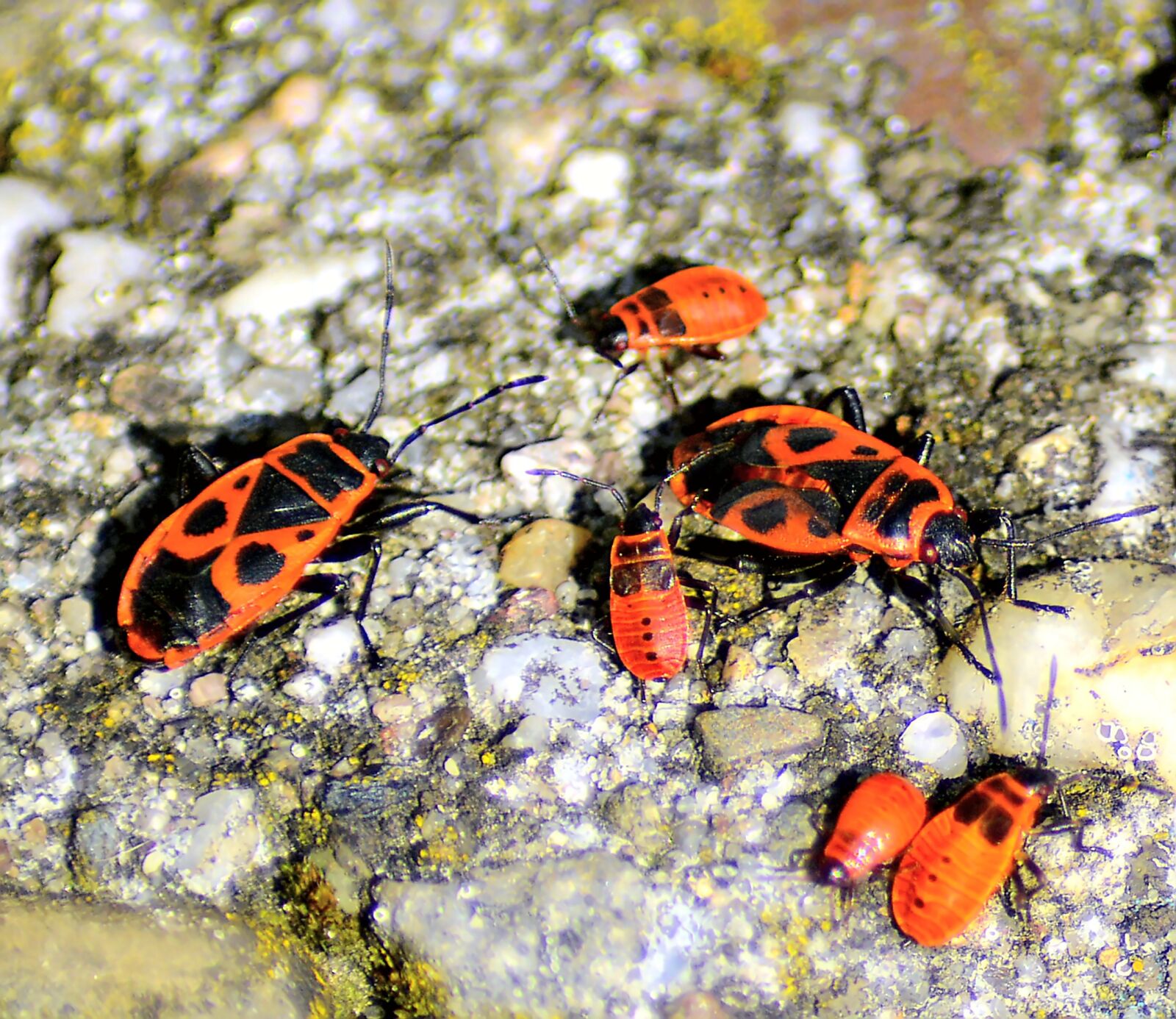 Nikon D3200 sample photo. Bugs, fire bugs, pyrrhocoris photography