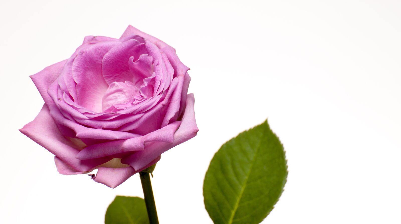 Canon EOS 500D (EOS Rebel T1i / EOS Kiss X3) sample photo. Rose, pink, flower photography